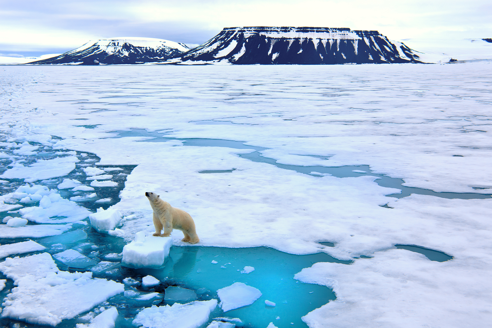 A polar bear stands on a melting ice floe in the Arctic, with mountains in the background.