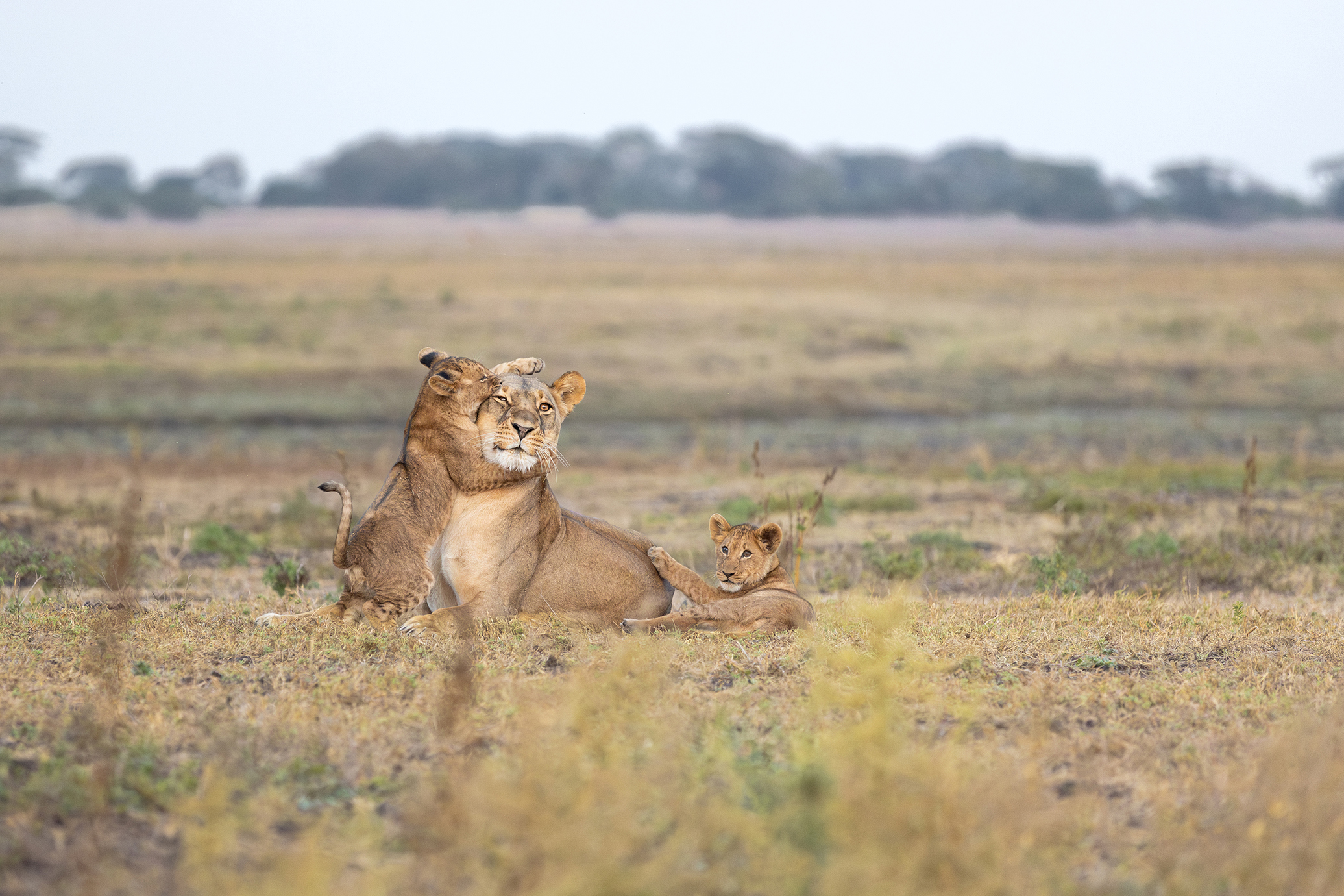 Lioness resting in the open savannah as two clubs play.
