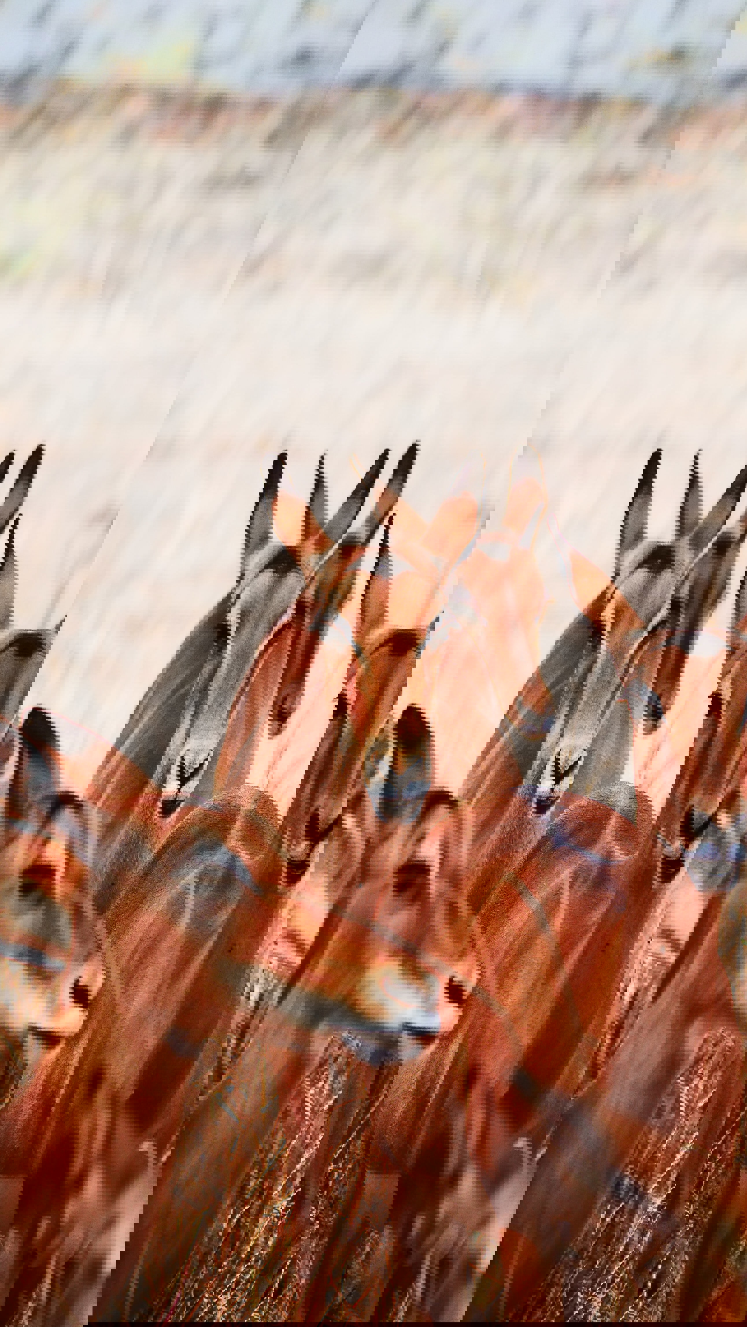 A close up of antelopes