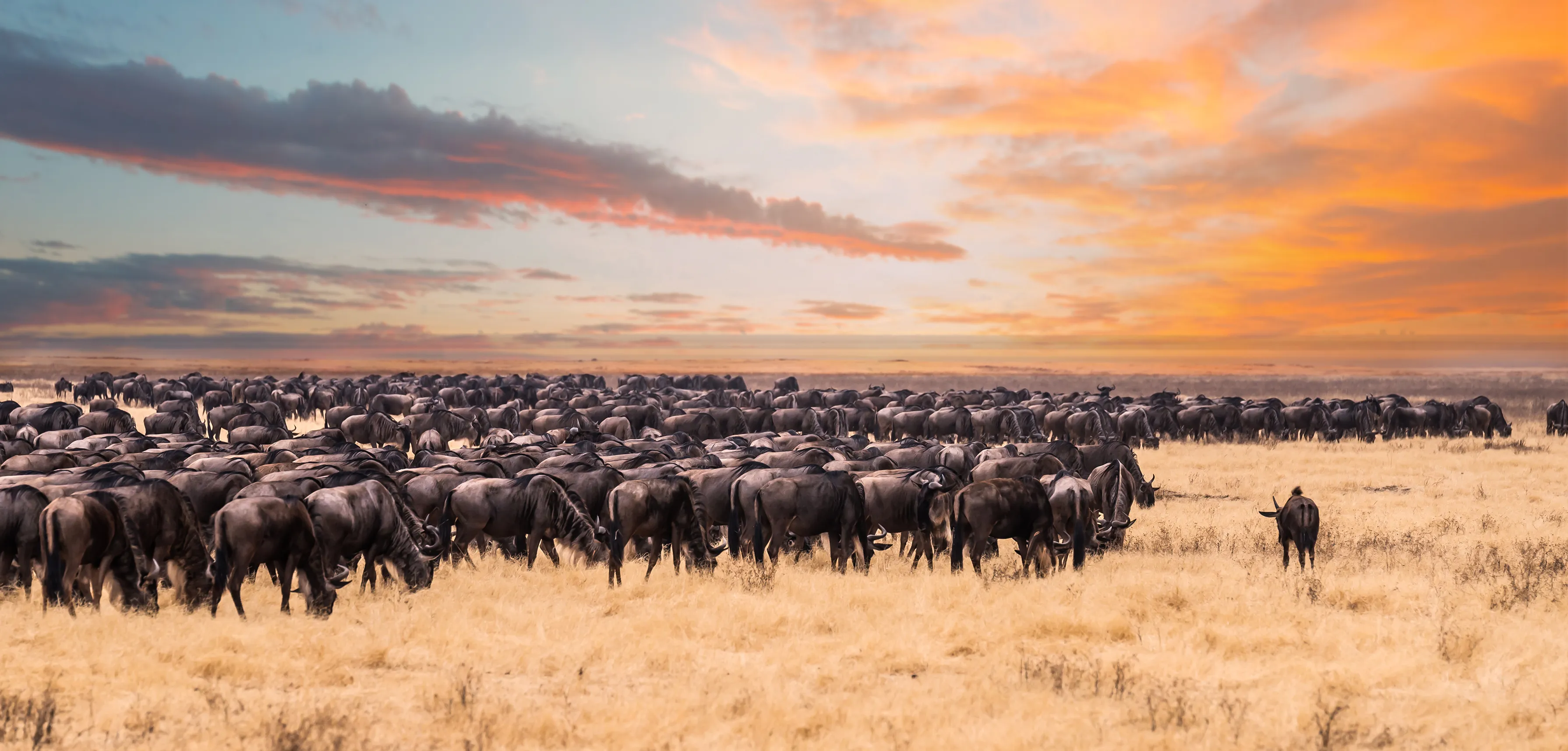 Large herd of wildebeest grazing on dry grassland during sunset in the African savannah.