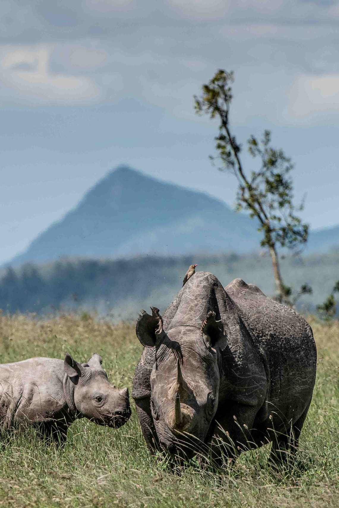 Black rhino with baby at Lengishu in the Borana Conservancy 
