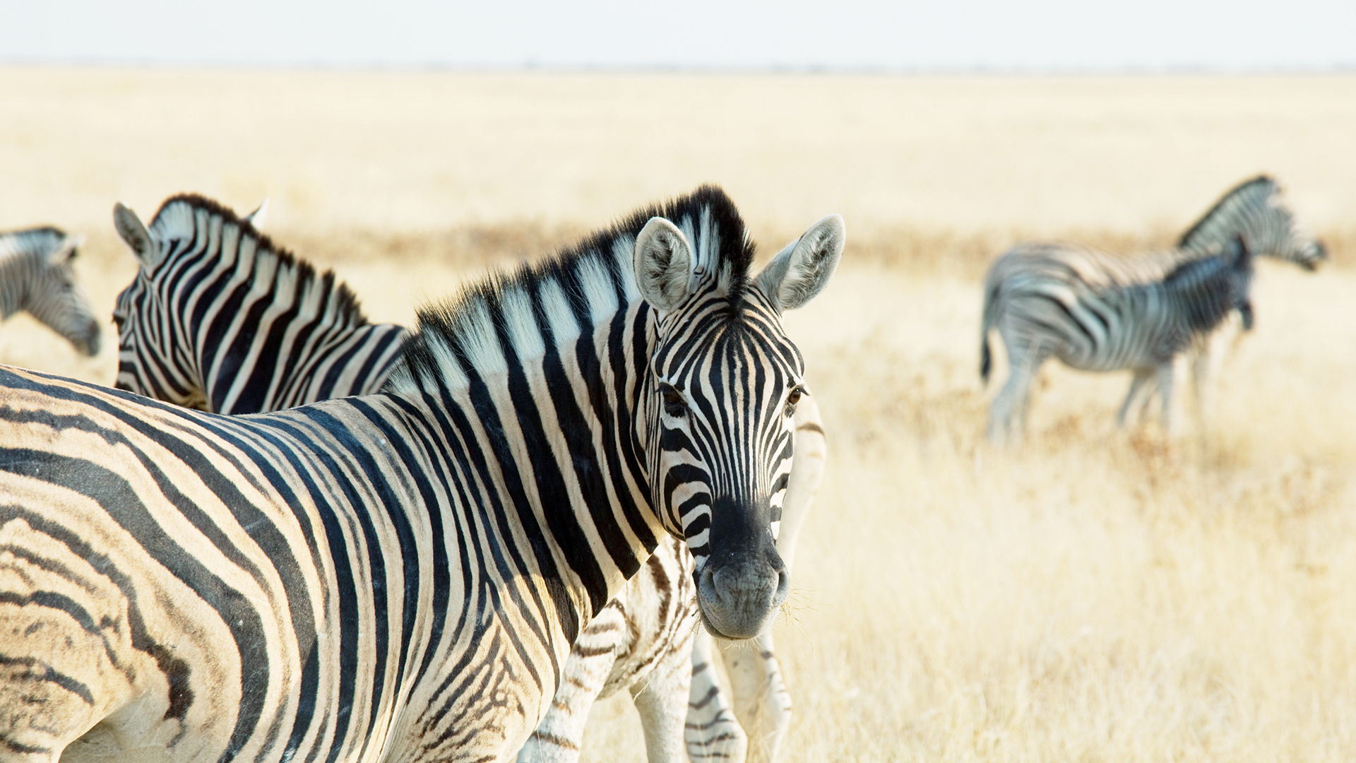 A group of zebras with one looking at the camera