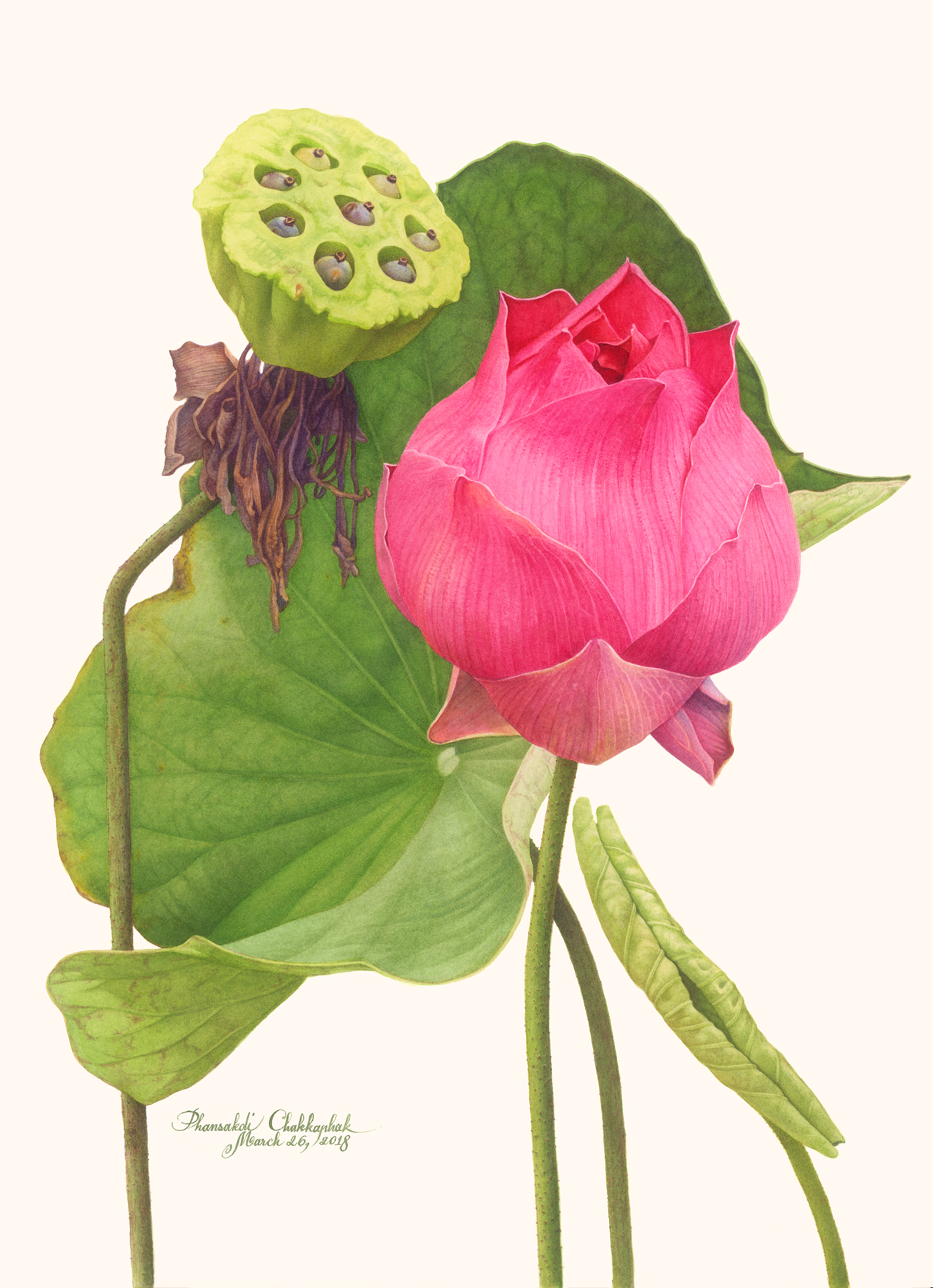 Sacred lotus by Phansakdi Chakkaphak