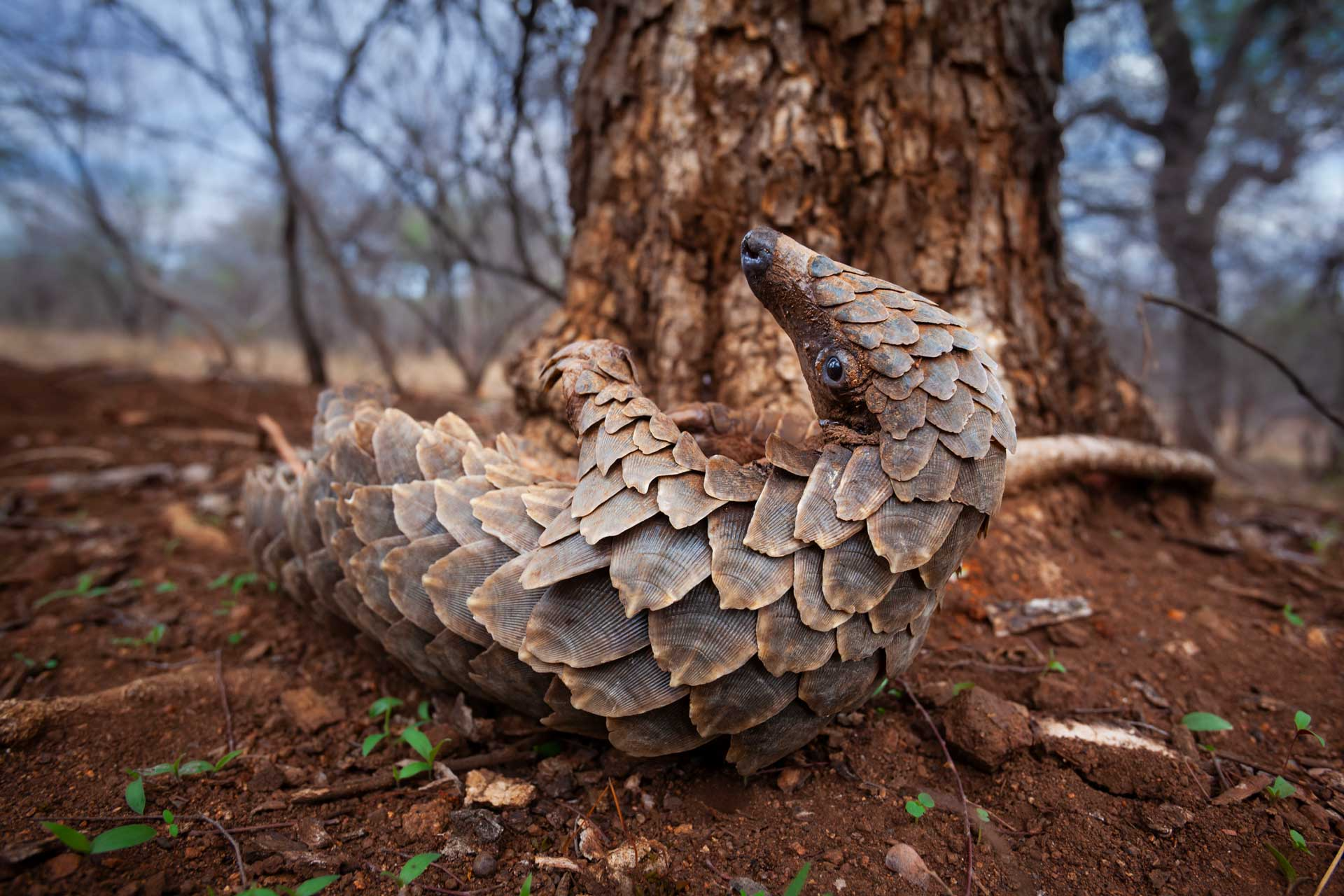 Pangolin curled into a protective ball beside a tree trunk on dry forest ground.