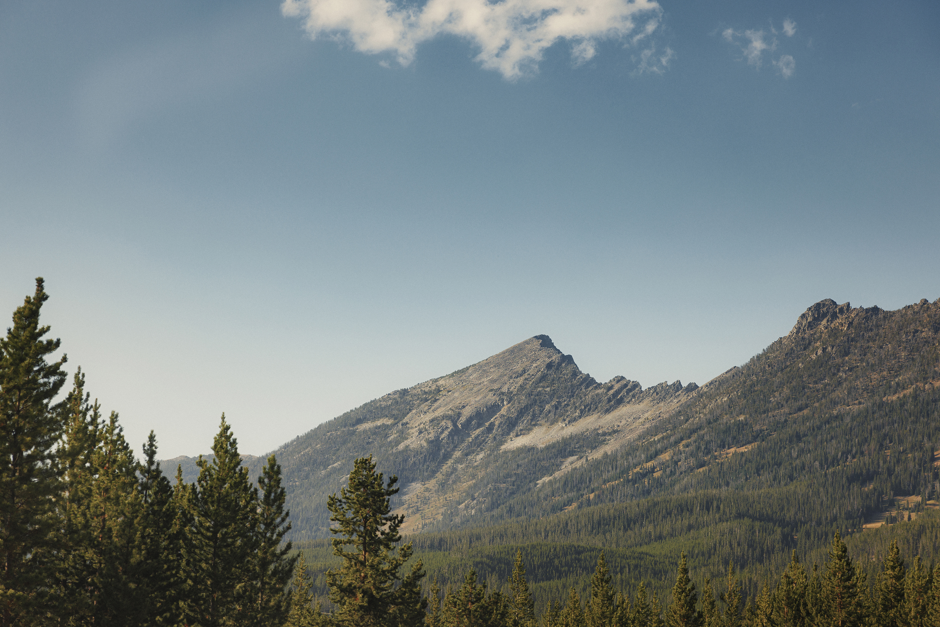 A mountain in Montana under a clear sky with the top of pine trees in the foreground