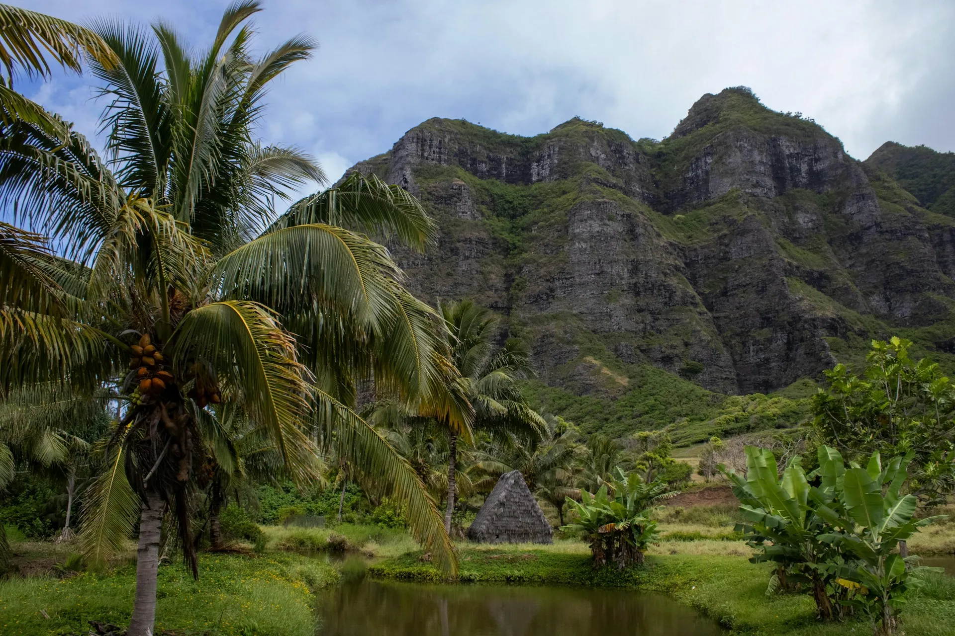 Tropical valley with palm trees beneath the Koʻolau cliffs, Oahu, Hawaii