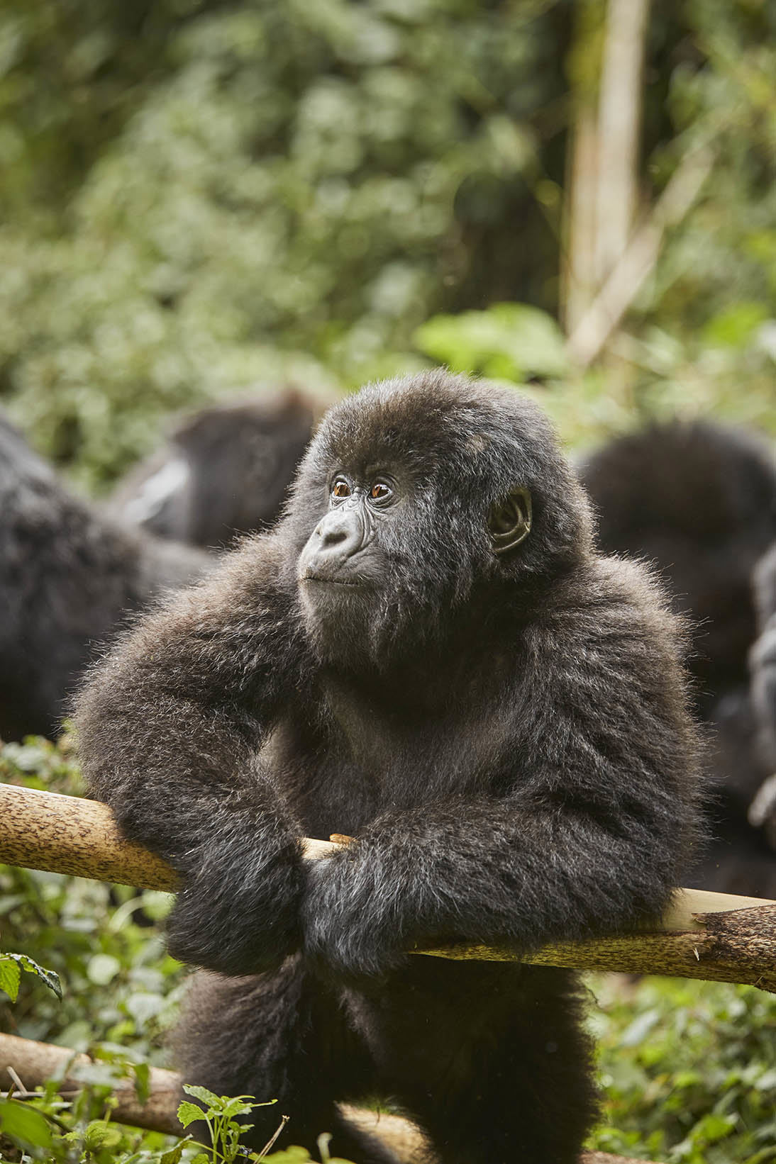 Young gorilla resting on a branch