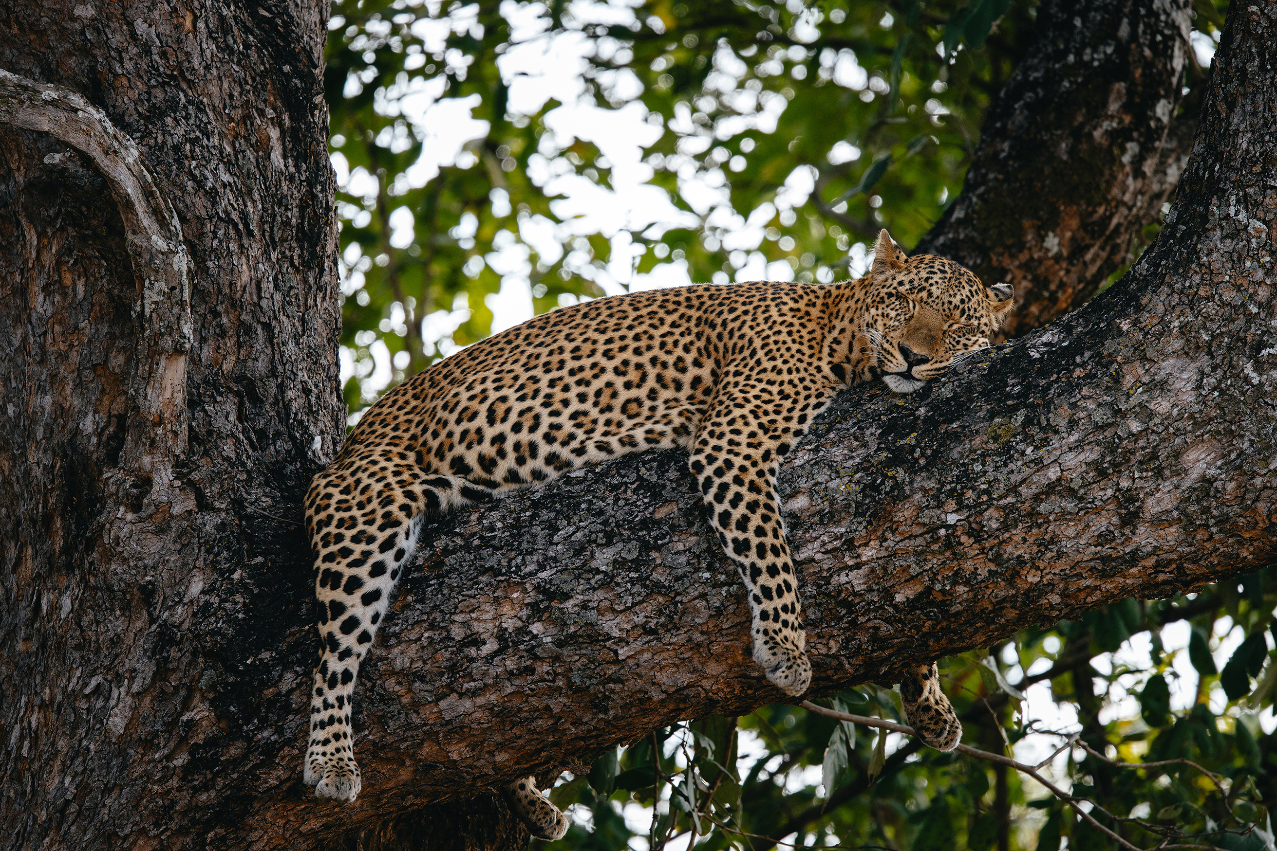 A leopard sleeping on a branch in a tree