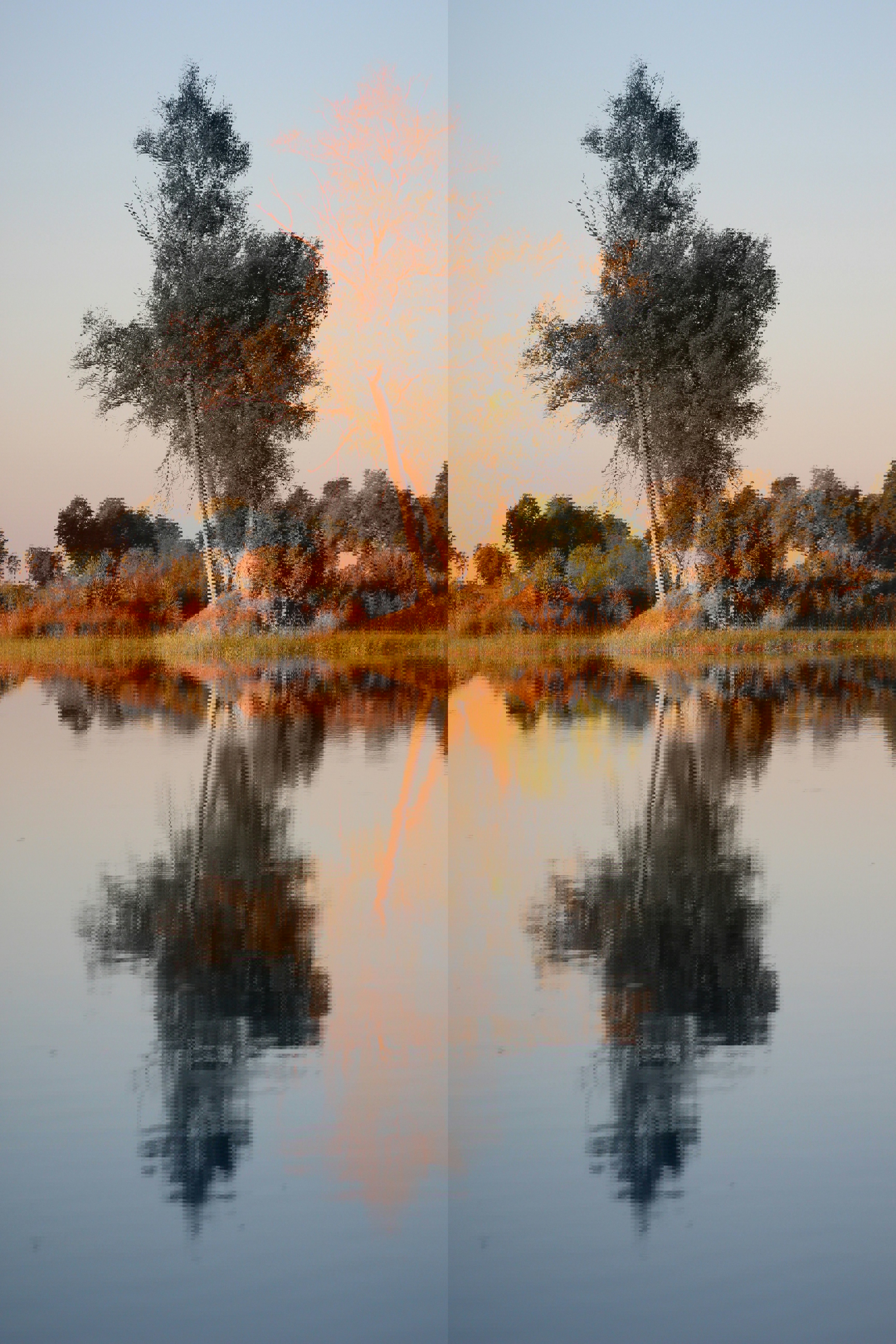 Large tree reflected in the water of the Okavango Delta