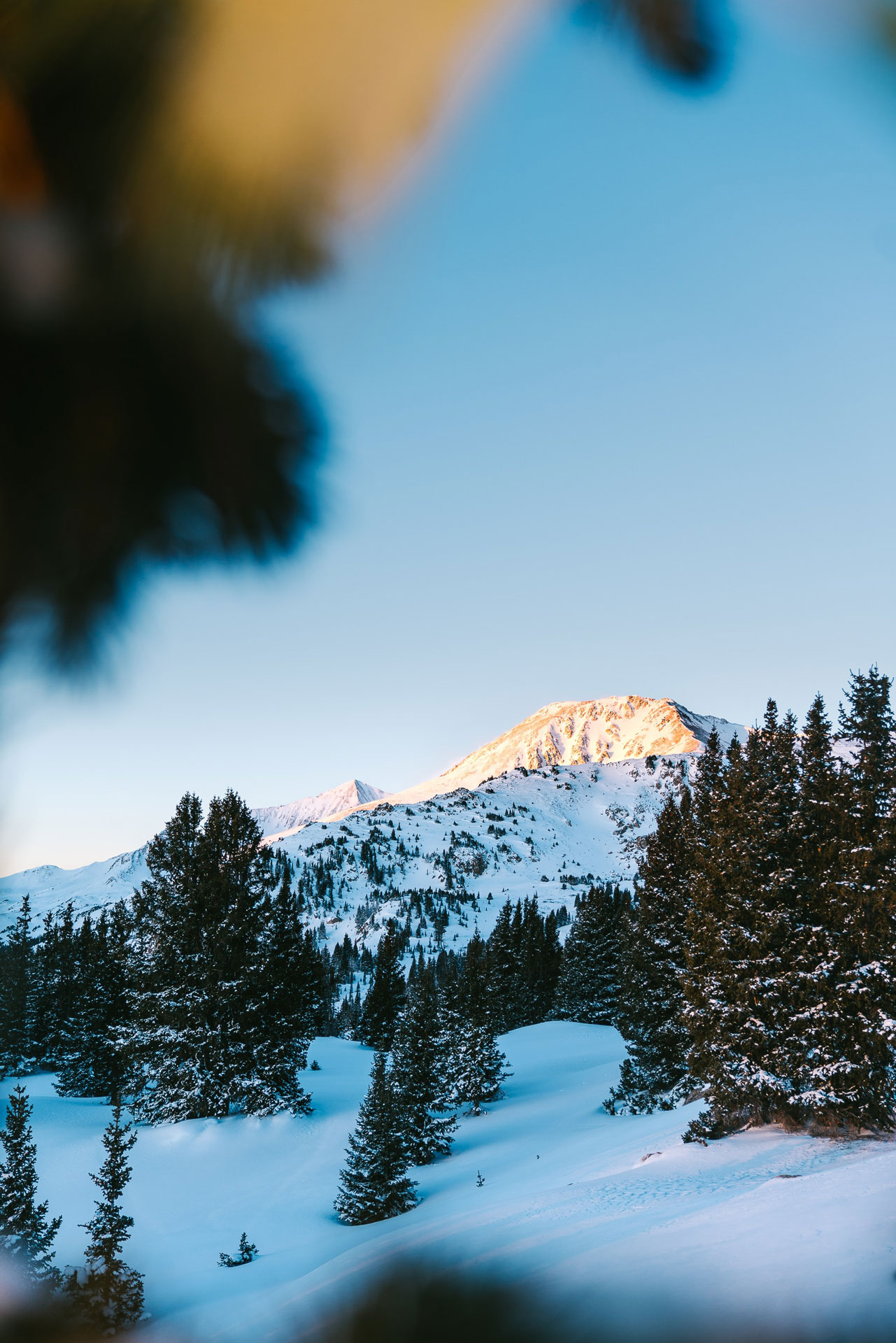 A foreground of tall trees stood in fresh winter snow with a rocky snow covered mountain in the background