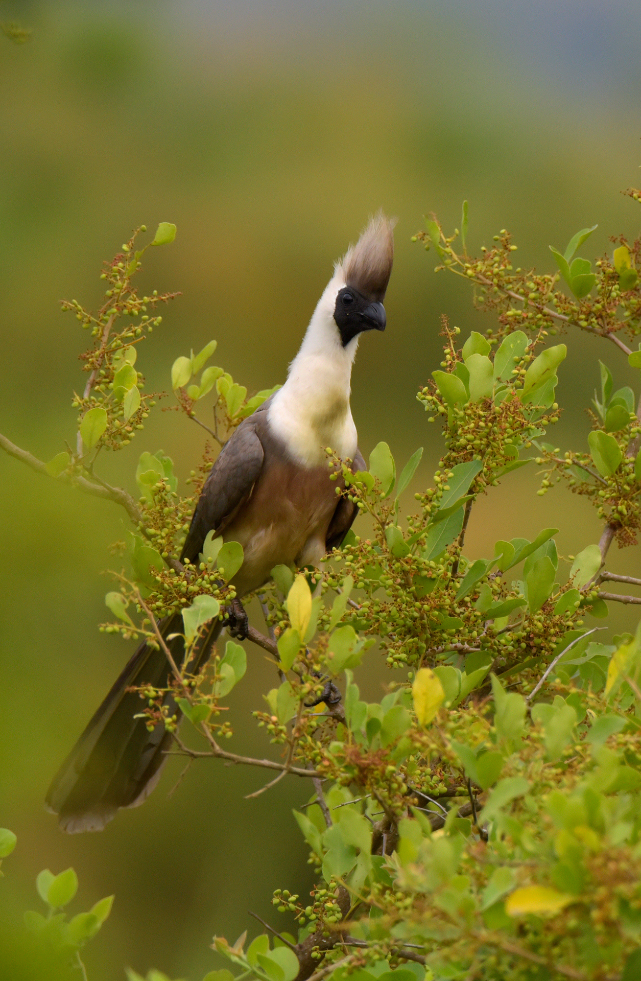 a bird sitting on a tree branch