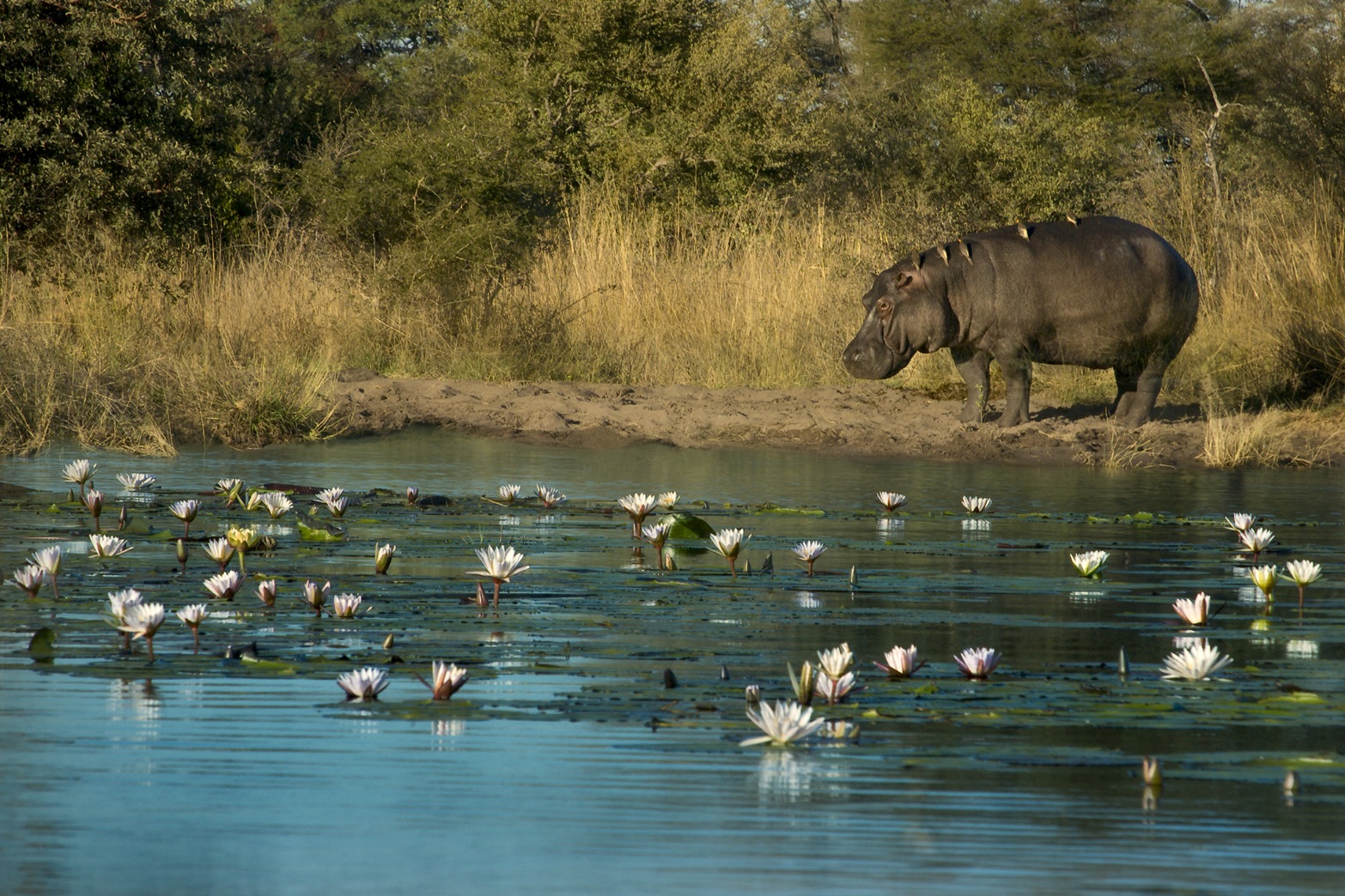 A hippopotamus with birds on its back stands on the shore of a body of water filled with blooming water lilies.