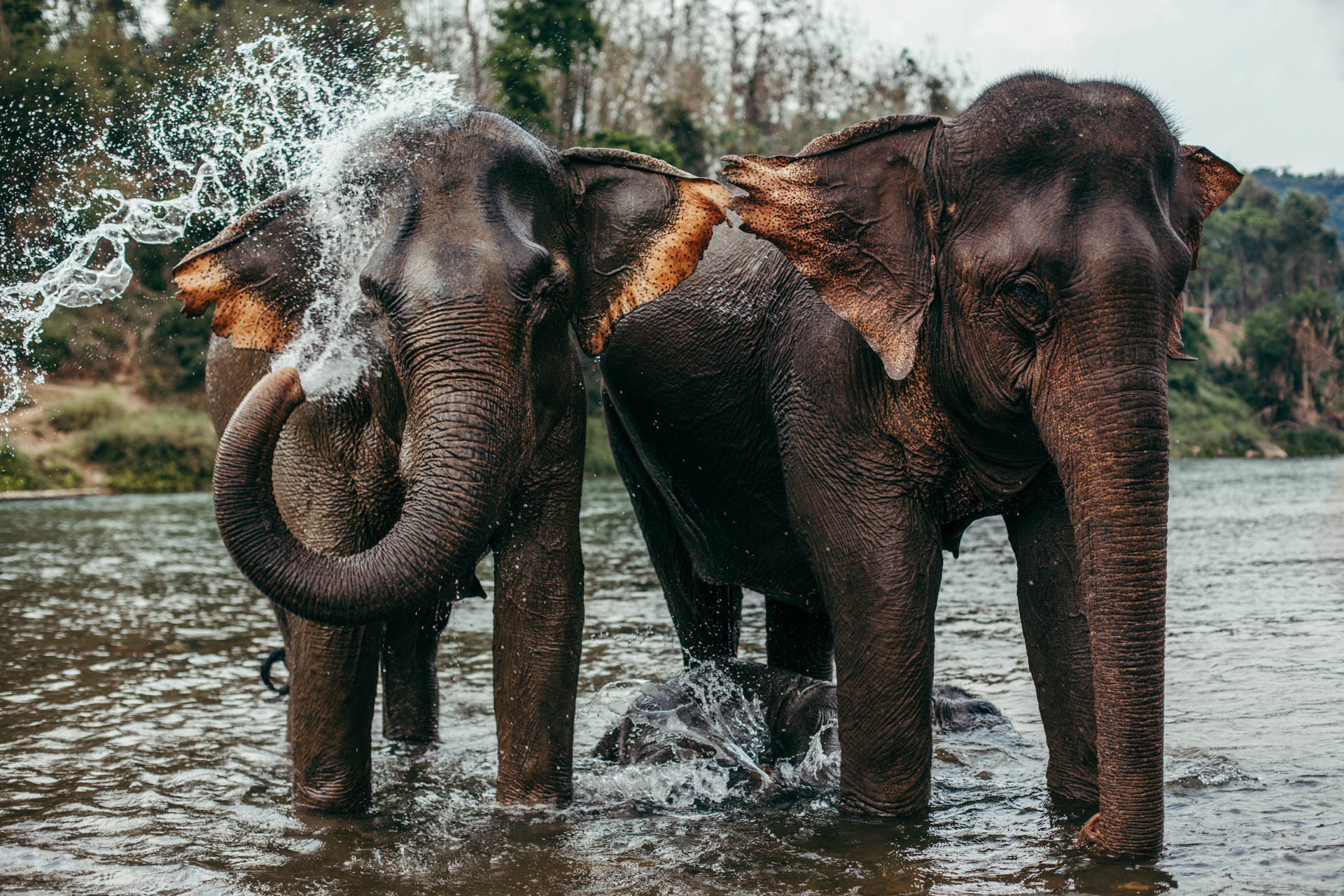 Two elephants standing together with one splashing water on itself 