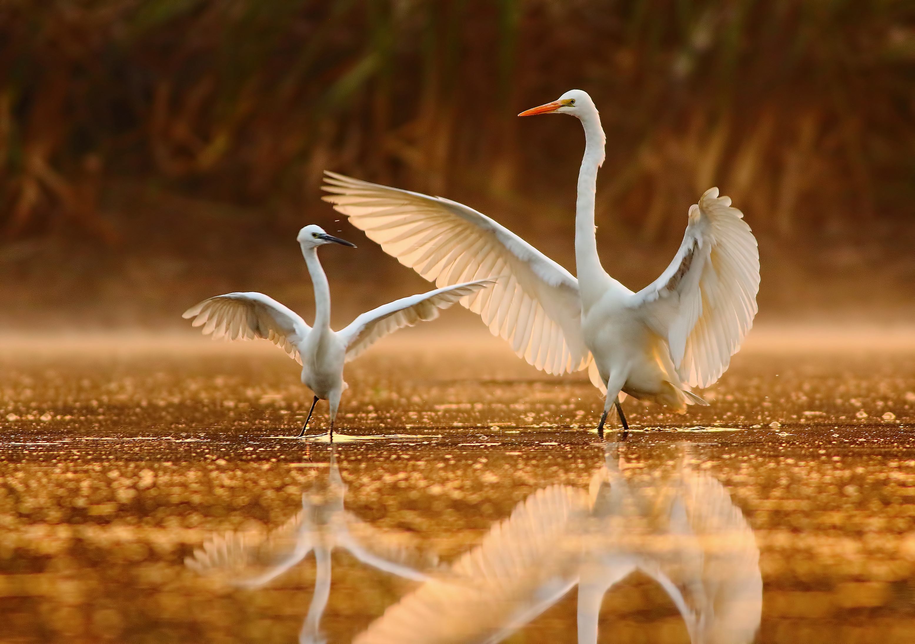 Two white egrets flapping their wings while wading through a lake during golden hour