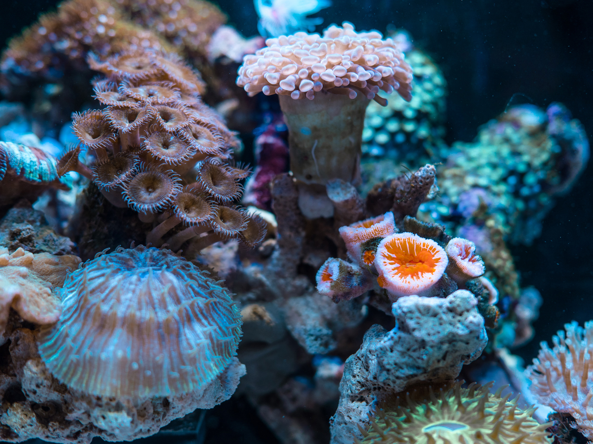 Close up of corals