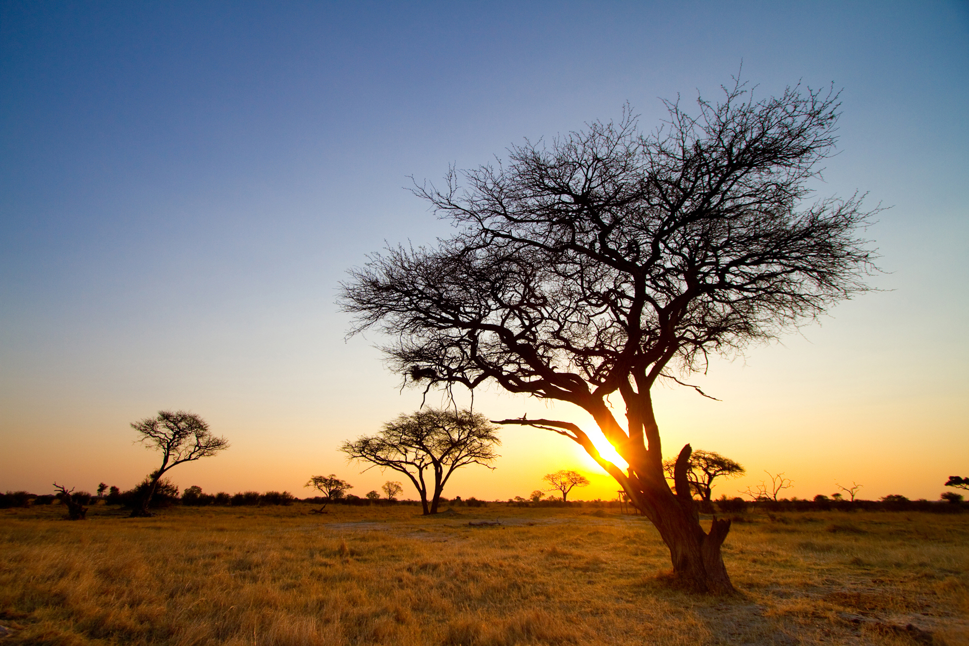 a tree in a field with the sun setting behind it