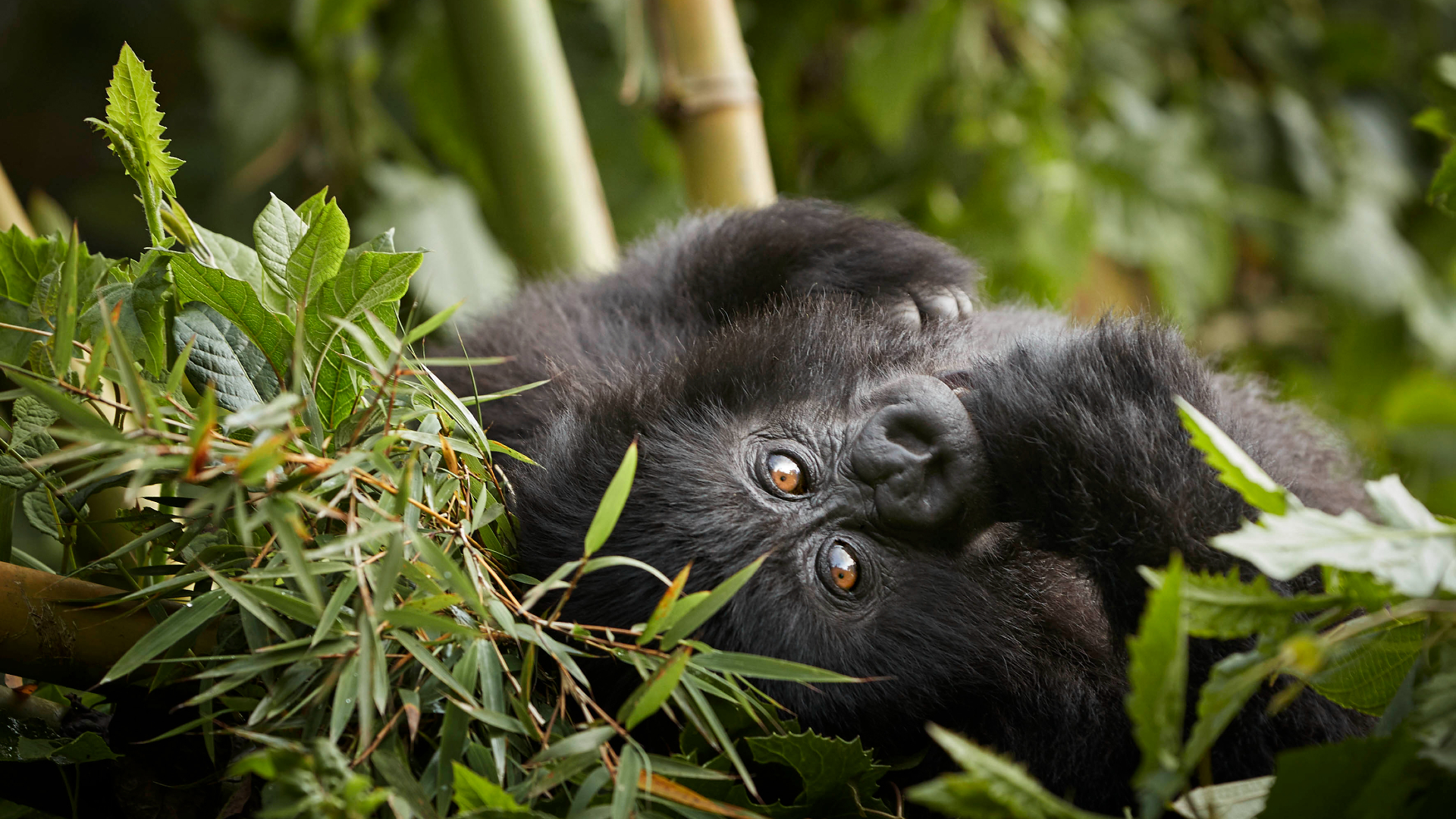  Africa, Rwanda, One&Only Gorilla's Nest, Gorilla