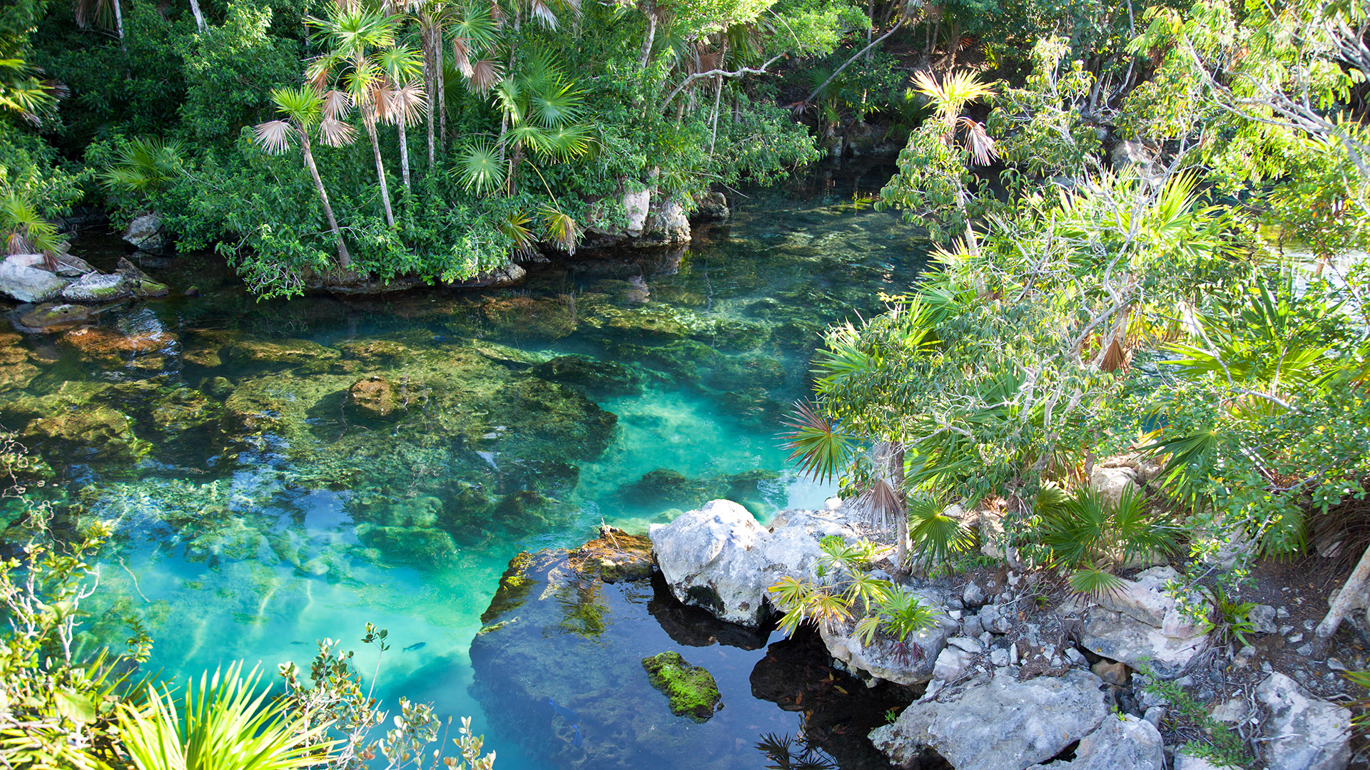 A lagoon surrounded by vegetation in Mexico