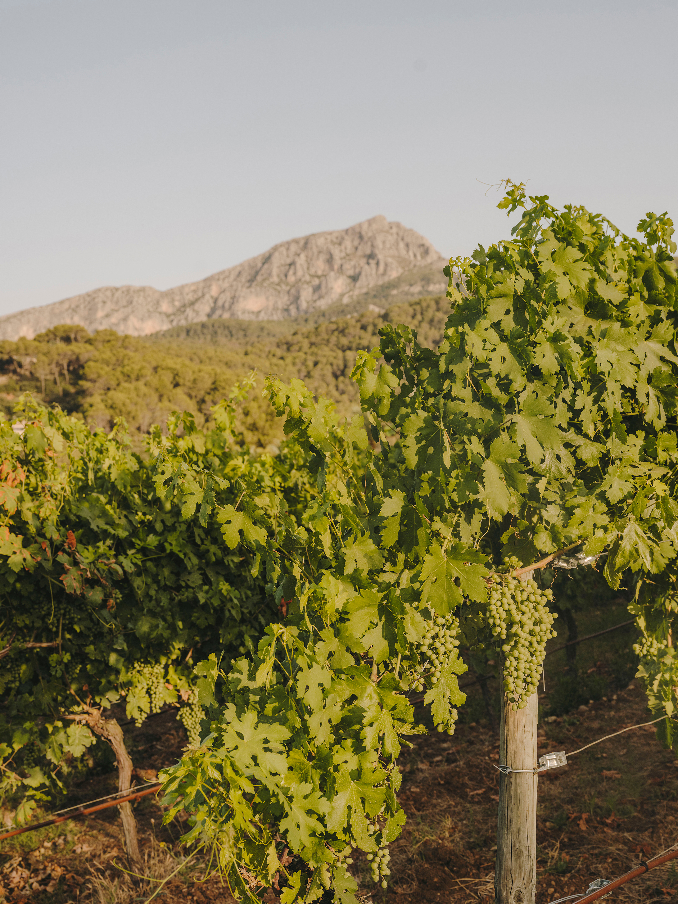 Grapes on vines in the vineyard at Son Net