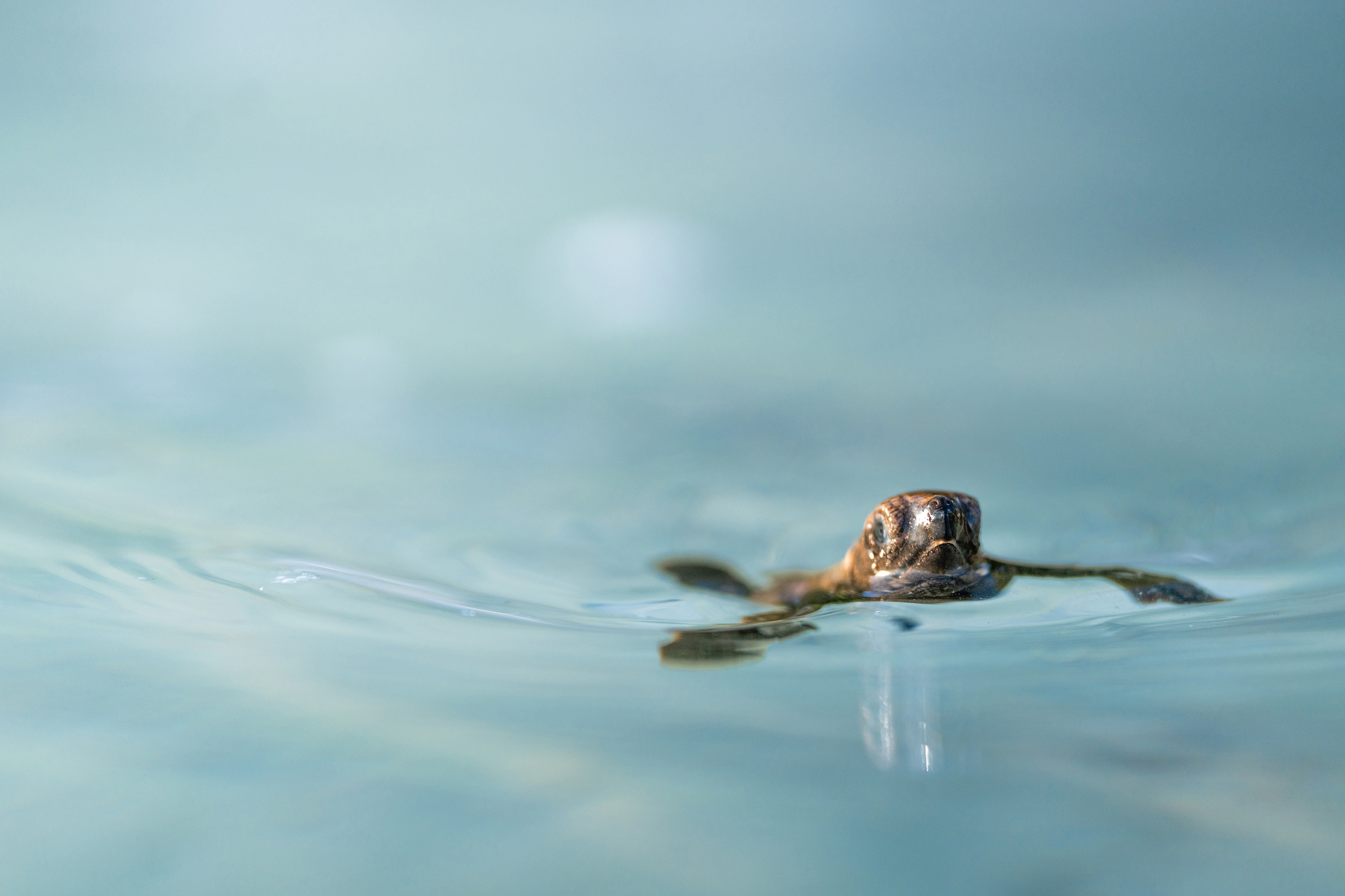 Baby turtle swimming in ocean