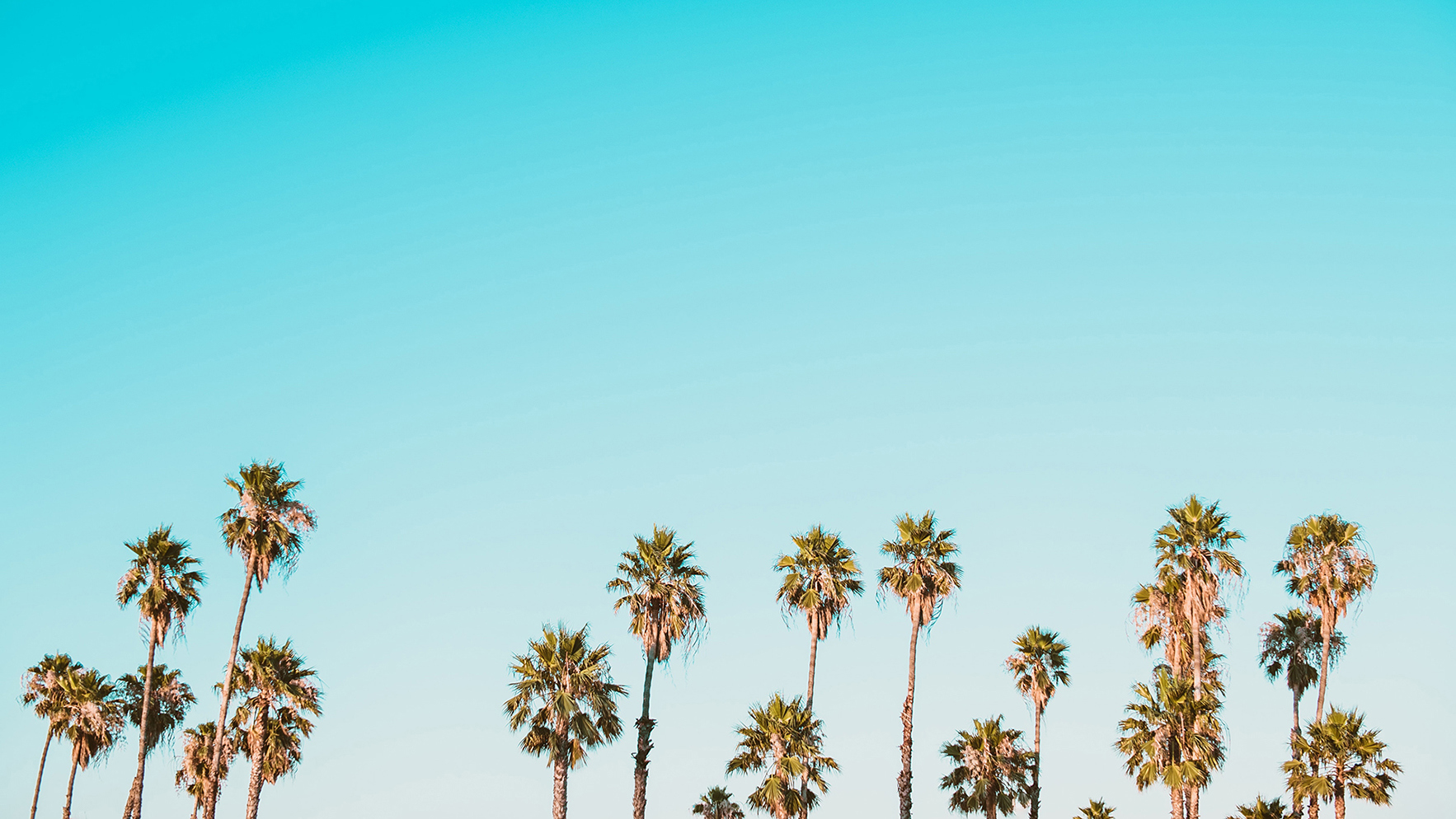 Palm trees against the clear blue sky