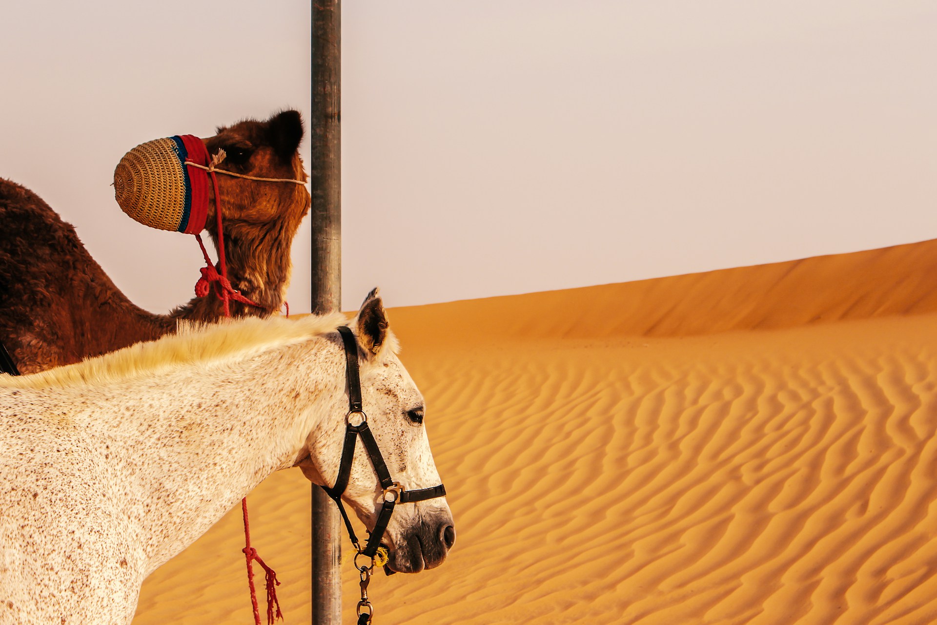A camel and a white horse in a desert with sand dunes in the background.