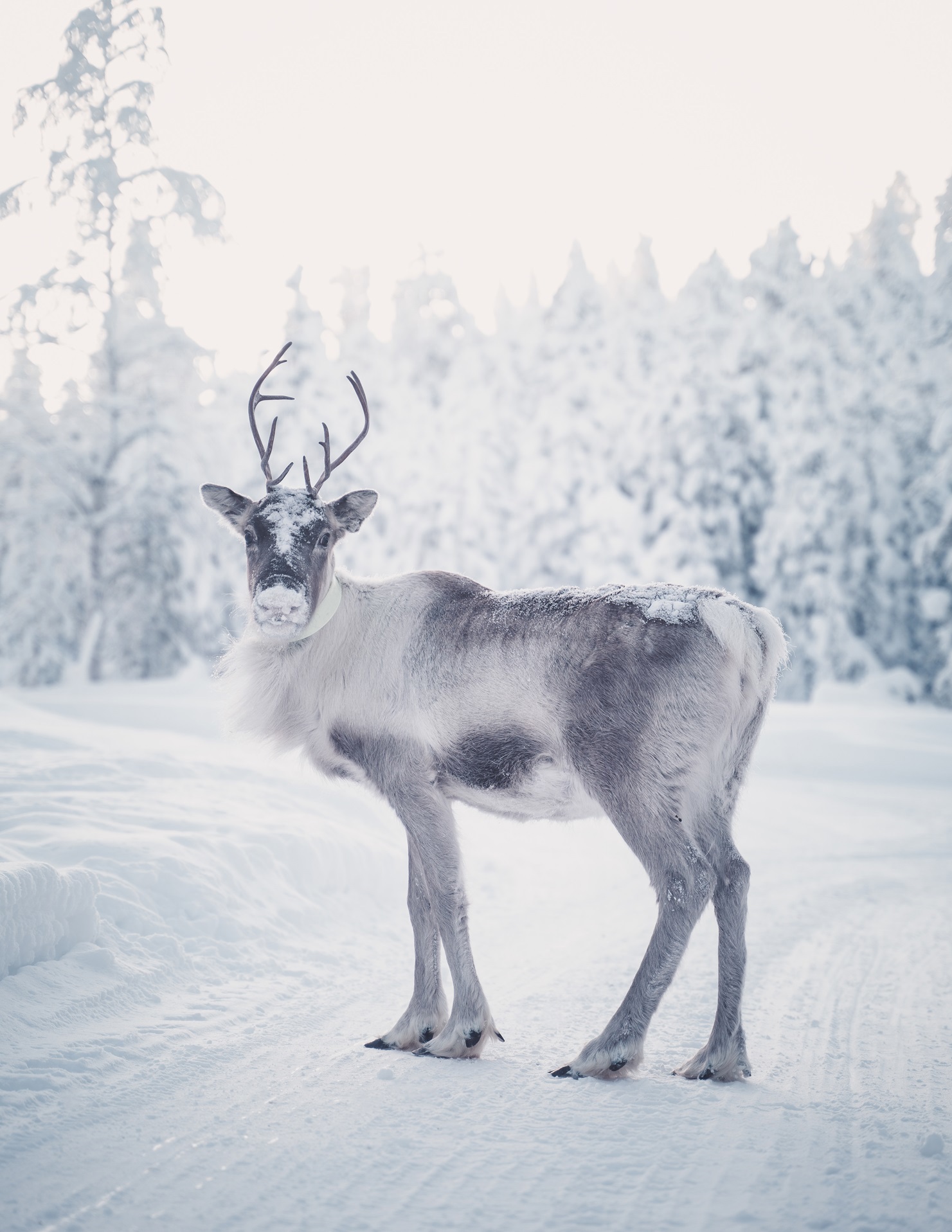 Reindeer standing in a snowy winter forest with frost-covered trees in the background.