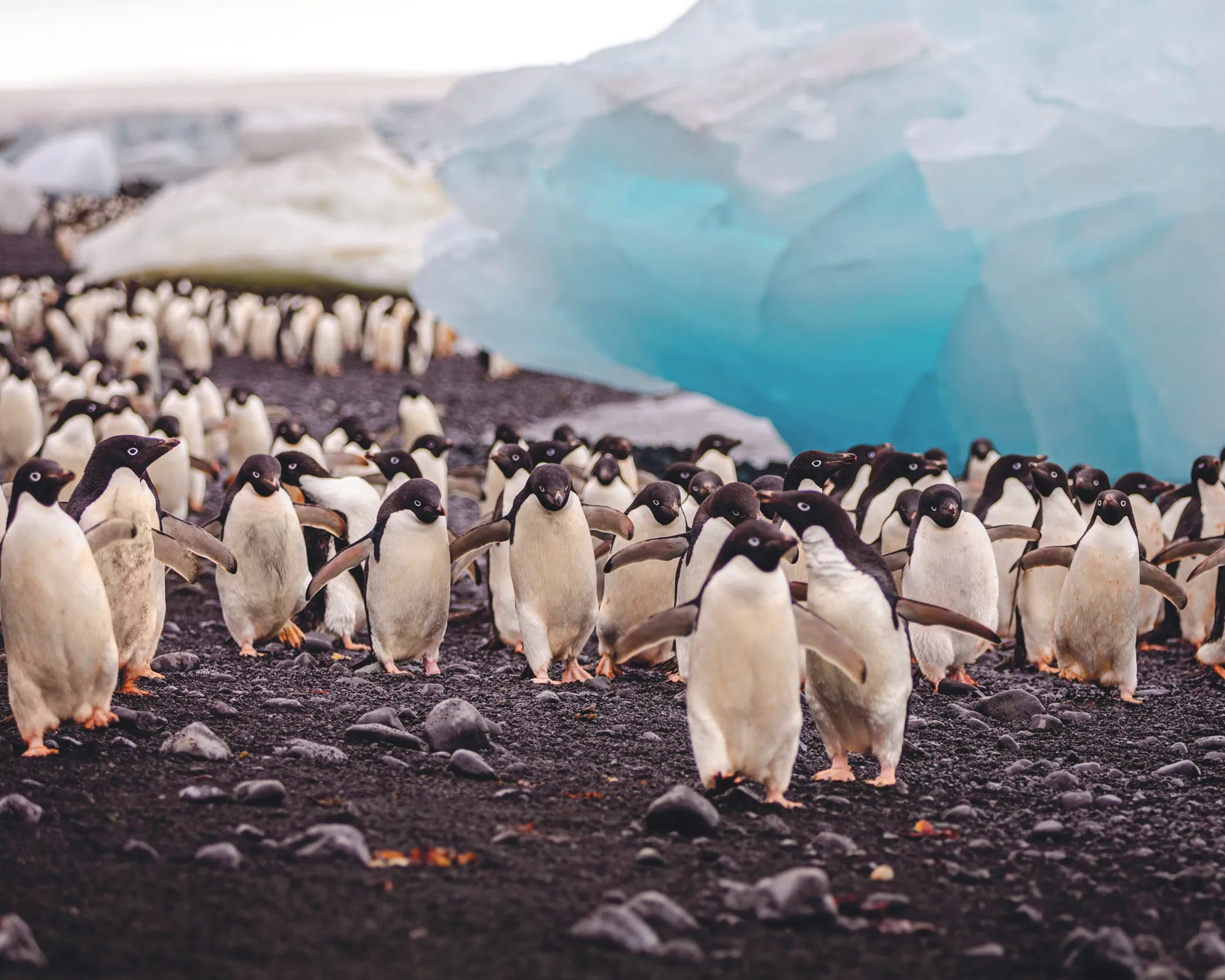 Group of penguins walking on a rocky beach with a large blue iceberg in the background.