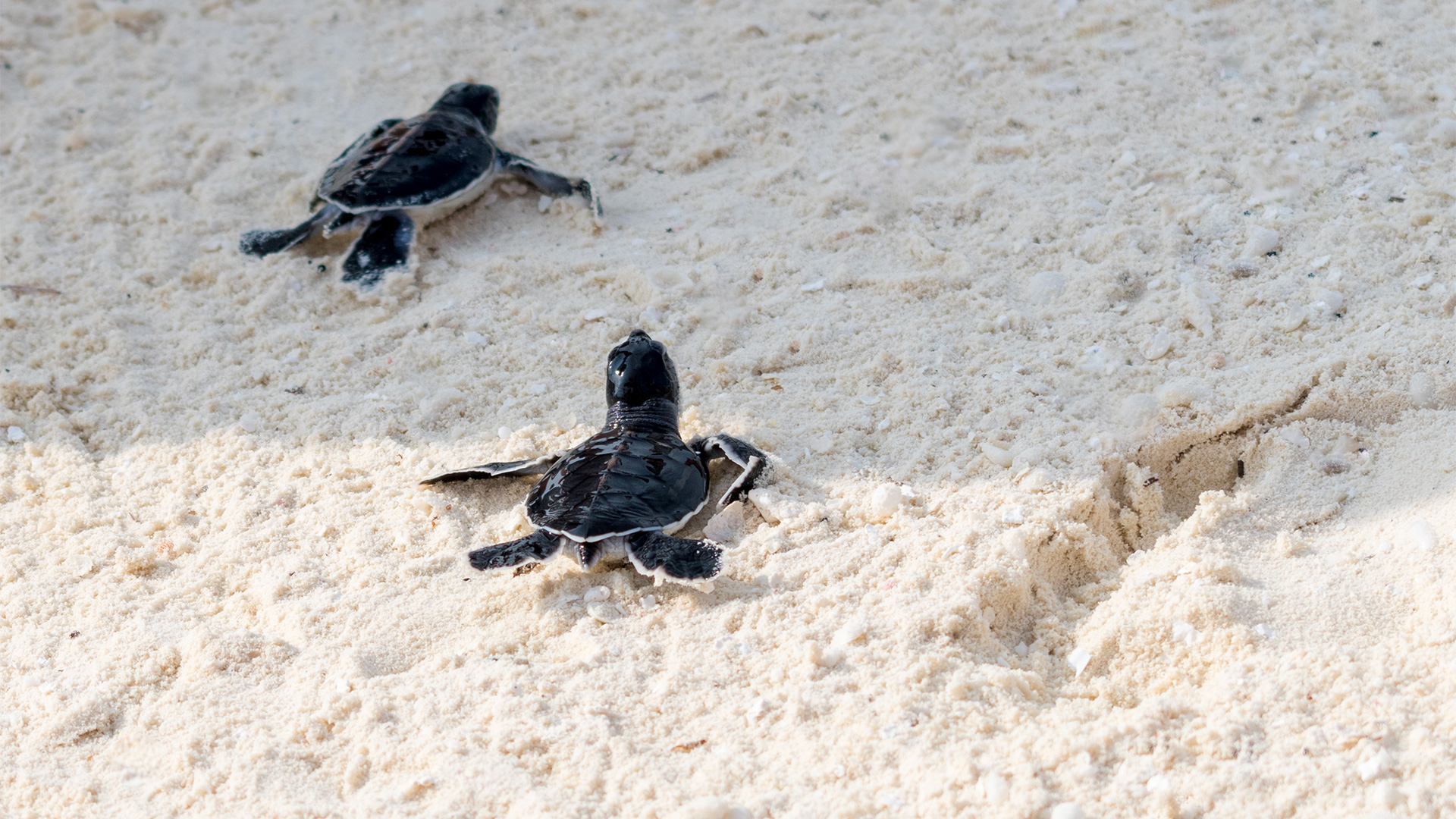 Two small turtles on the sand
