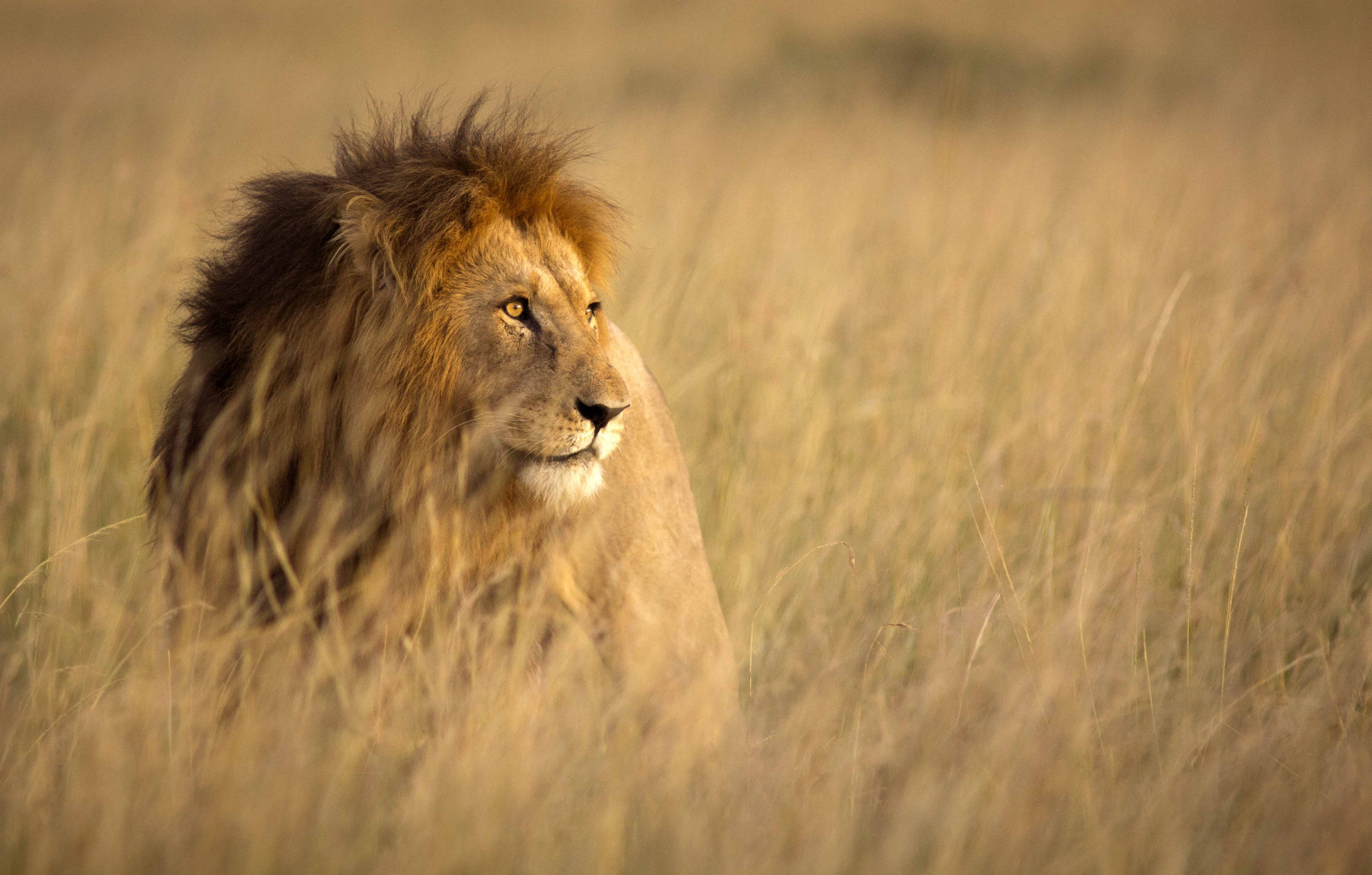 A lion stood in long grass looking away from camera