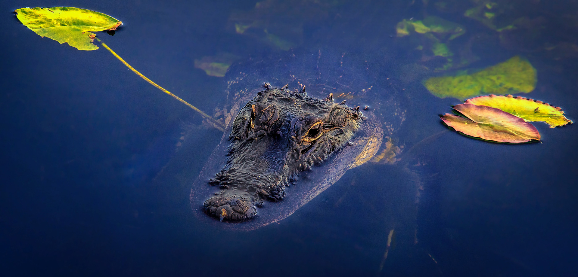 Alligator floating in water with head on surface with yellow leaves