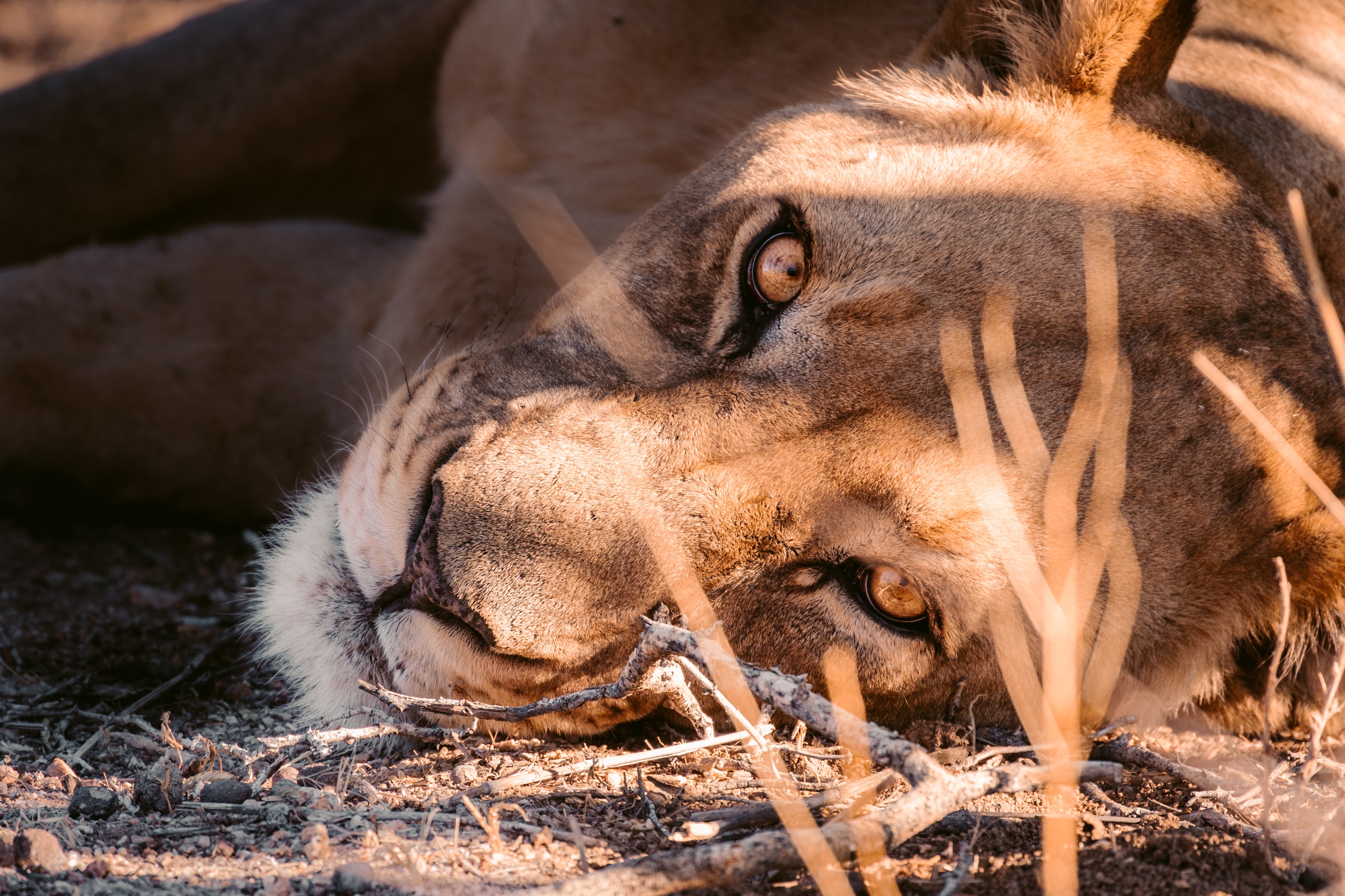 A close up of a lions face