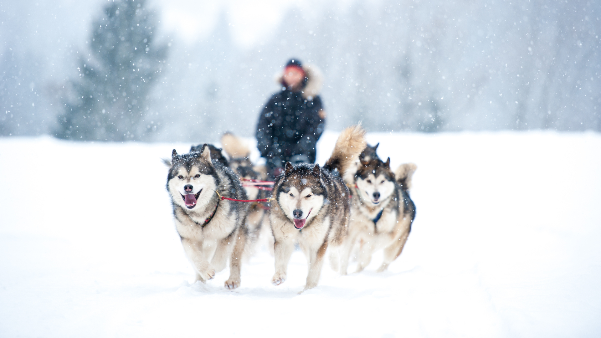 Huskys pulling a sled in the snow