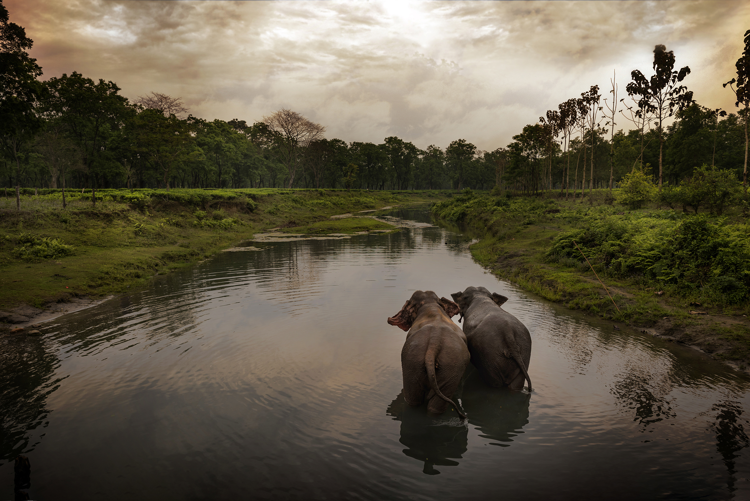 Two elephants from behind walking through a river within a lush green landscape
