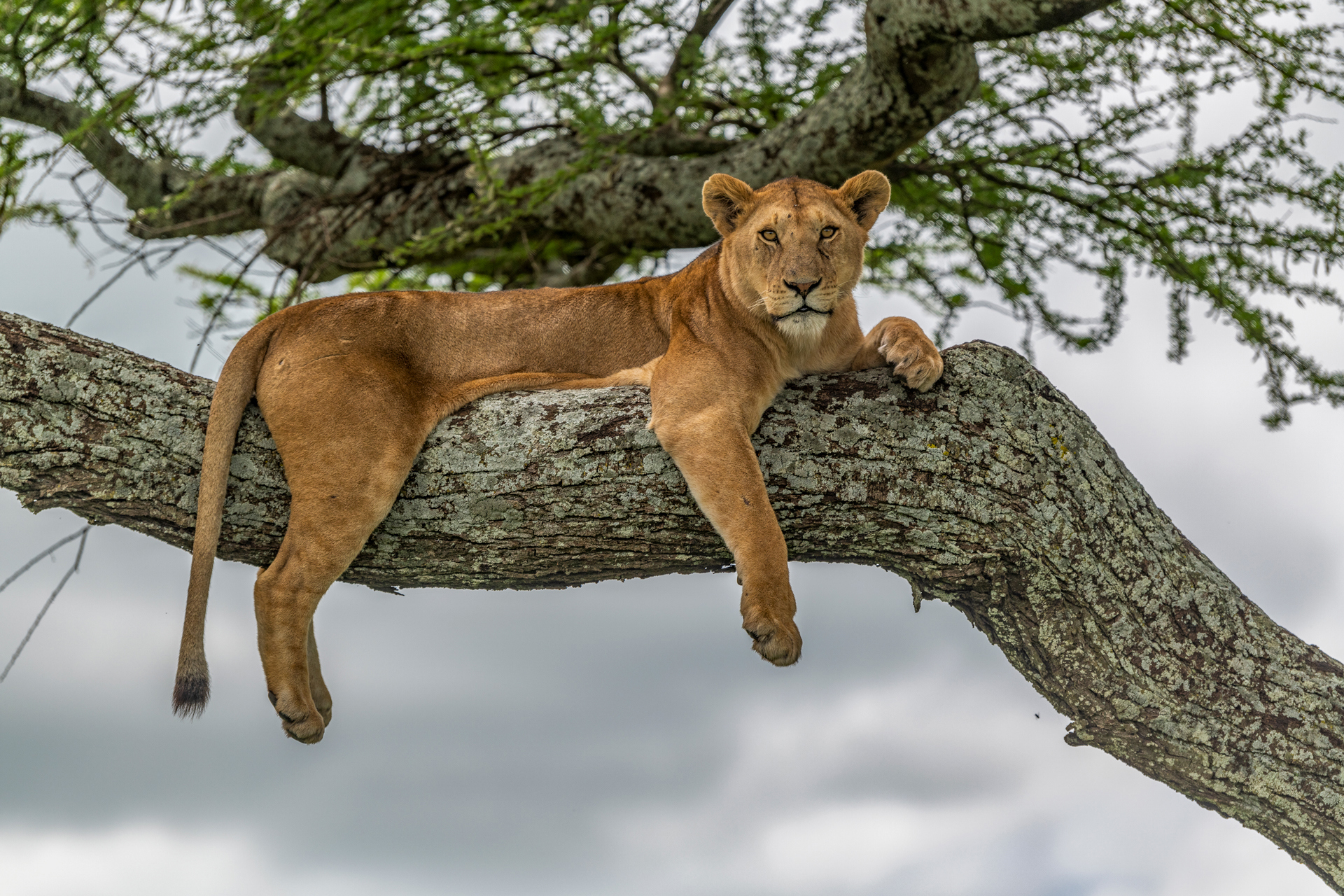 A lioness laying in a tree looking at the camera