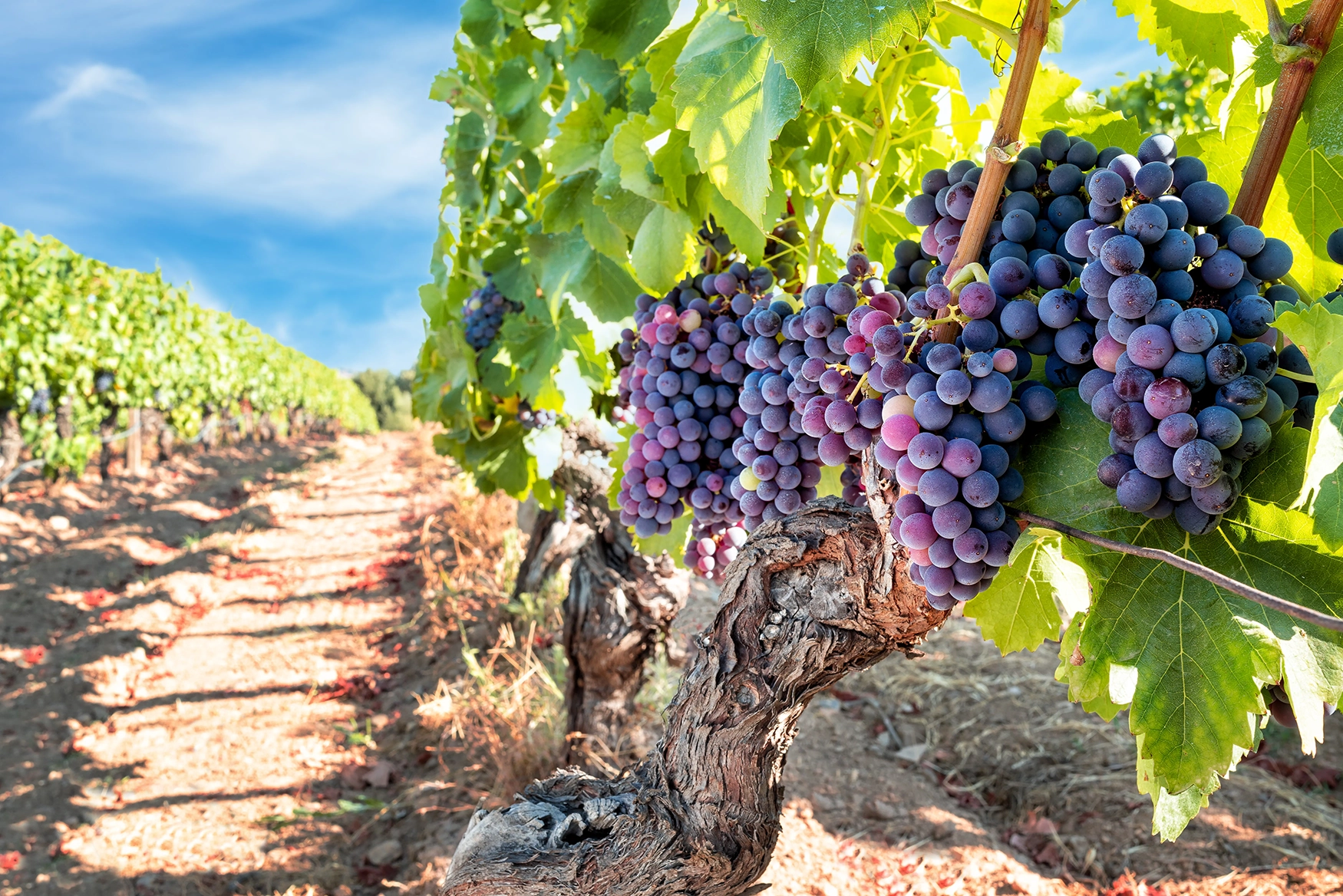 four bunches of purple grapes in a sunny vineyard in Sardinia