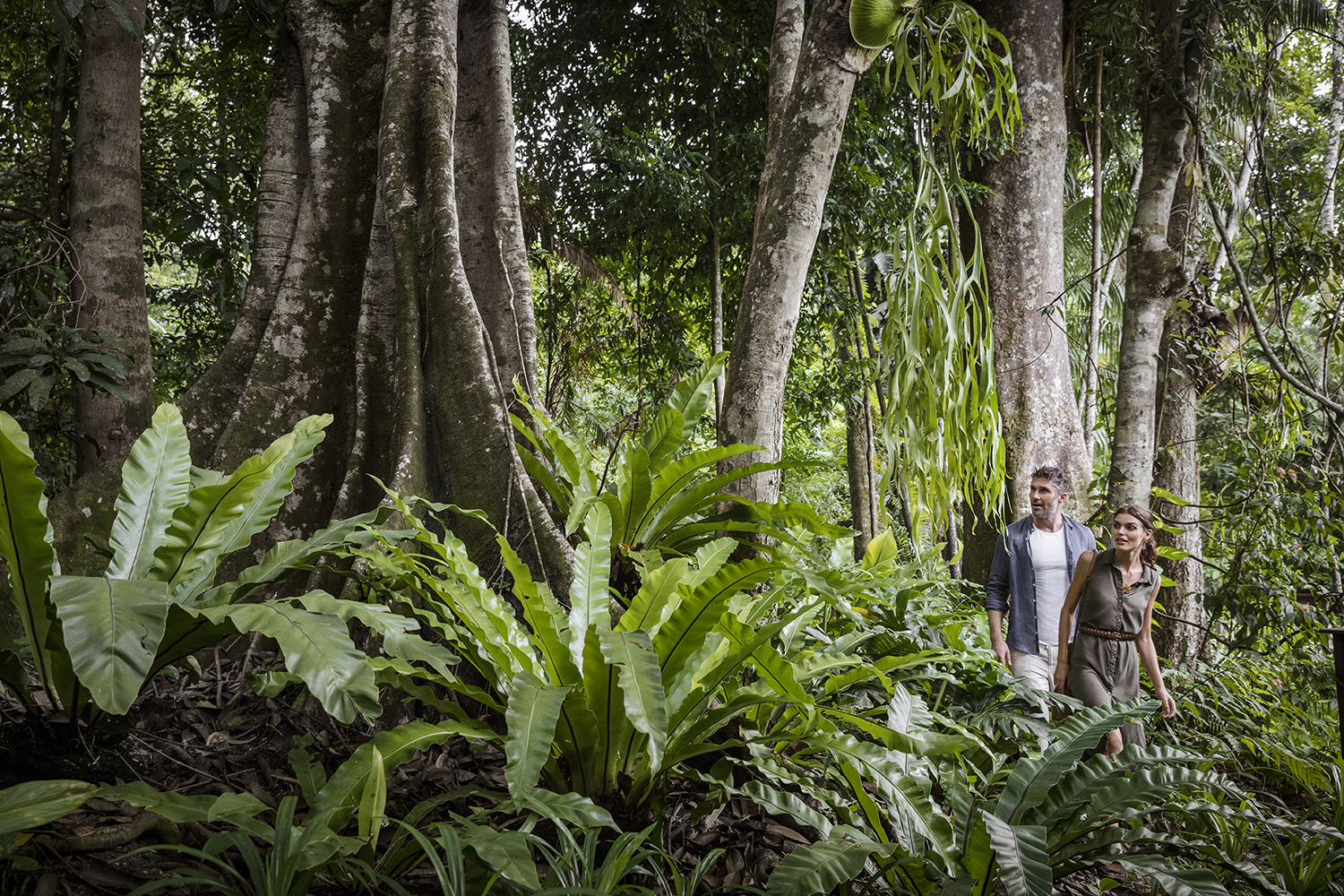 A couple walking through a green rainforest on Langkawi surrounded by ferns and trees