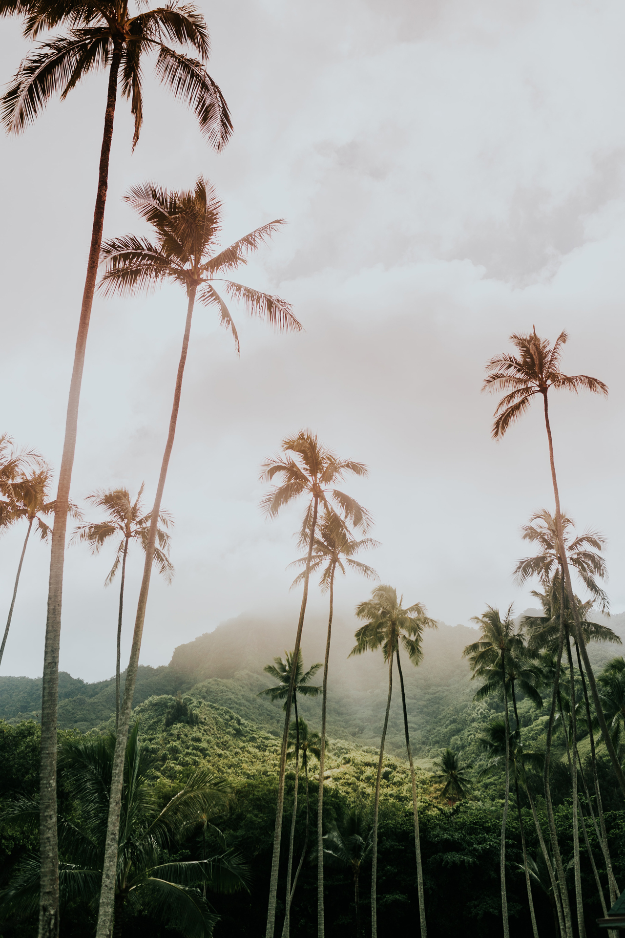 Tall coconut trees in front of a green mountain