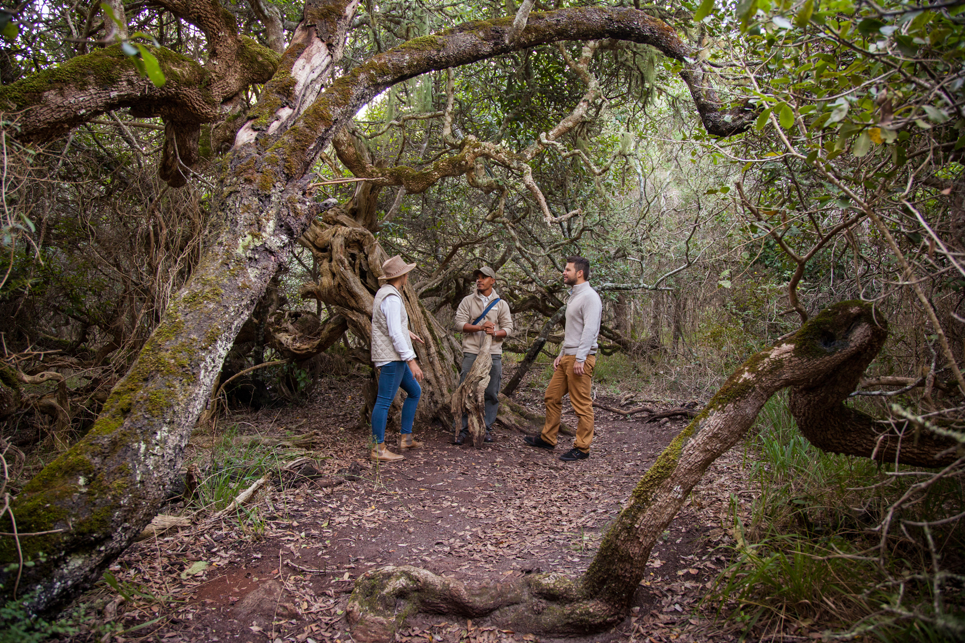 A guided hike through a wooded forest