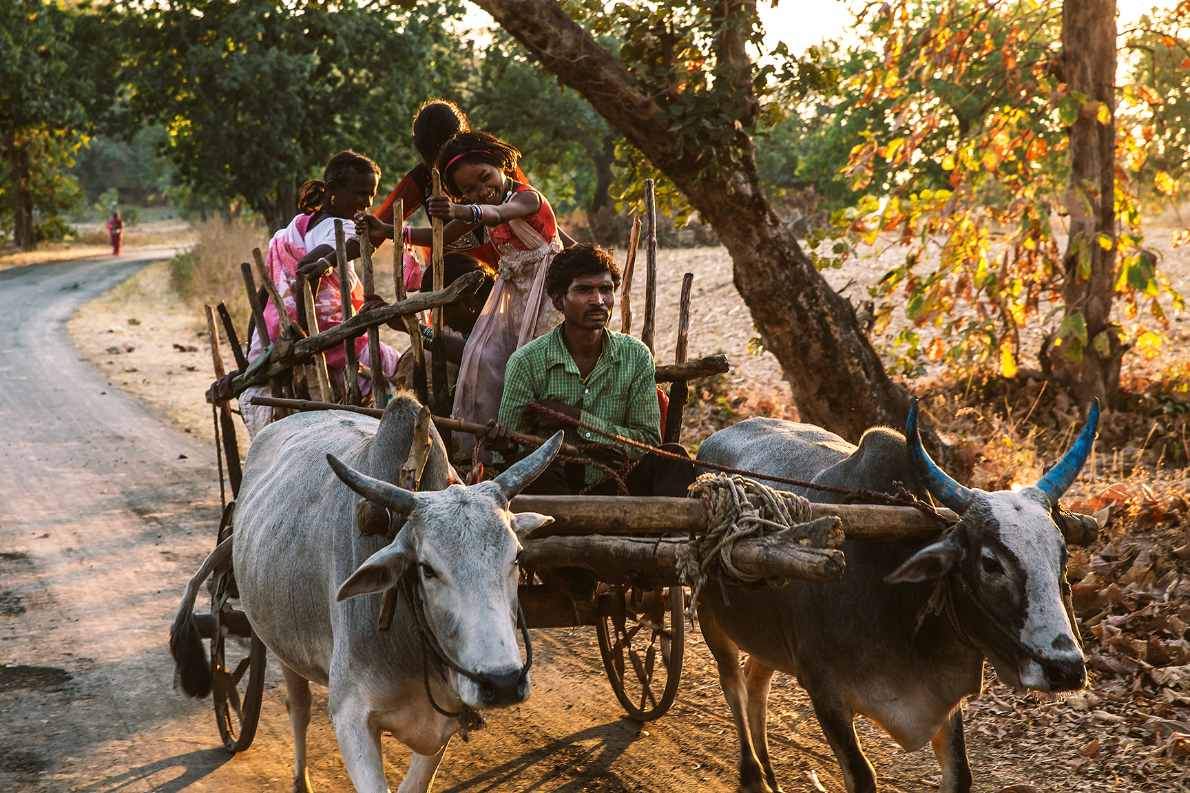 Asia, India, wooden cart with driver and children being drawn by cattle 
