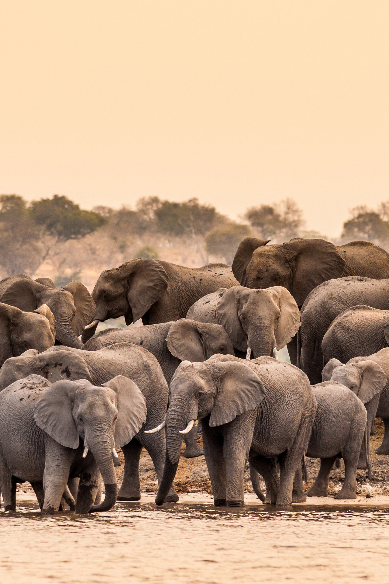 A herd of elephants at the waters edge