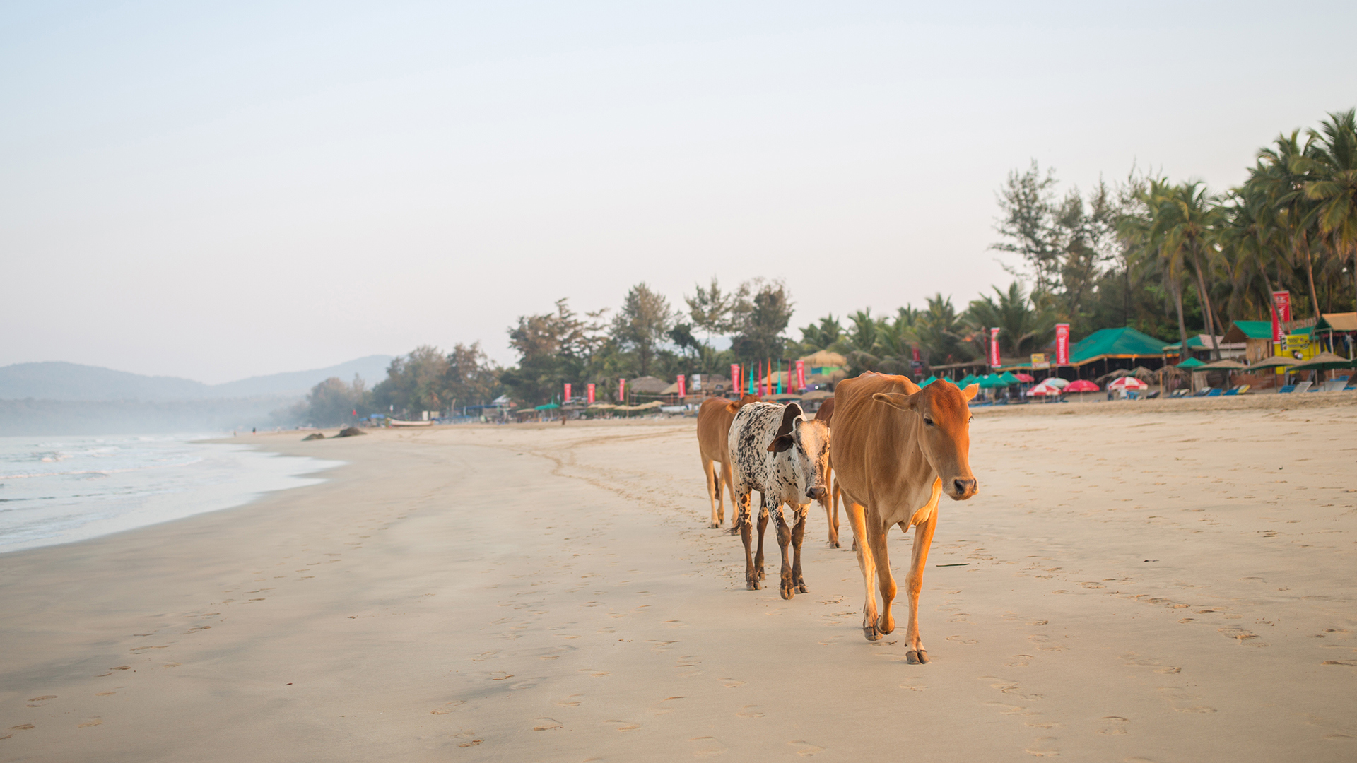Three cows walking across the beach in Goa with beach shacks in the background