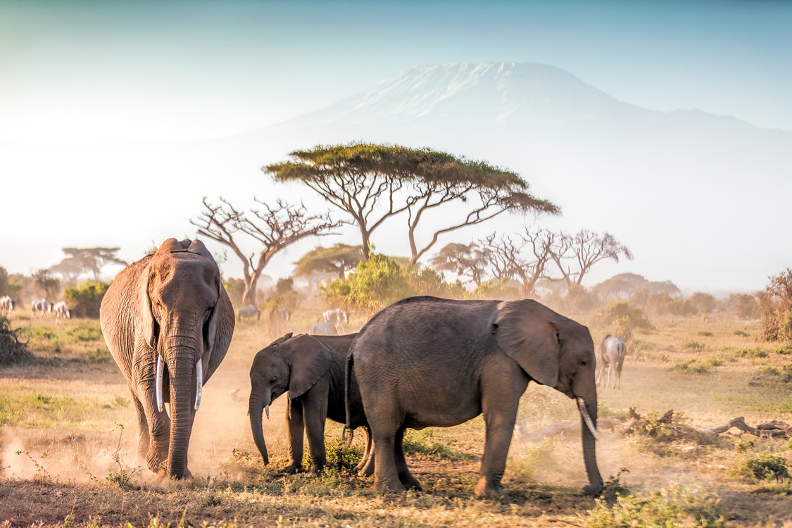 Three elephants walk across a dusty plain with Mount Kilimanjaro in the background.
