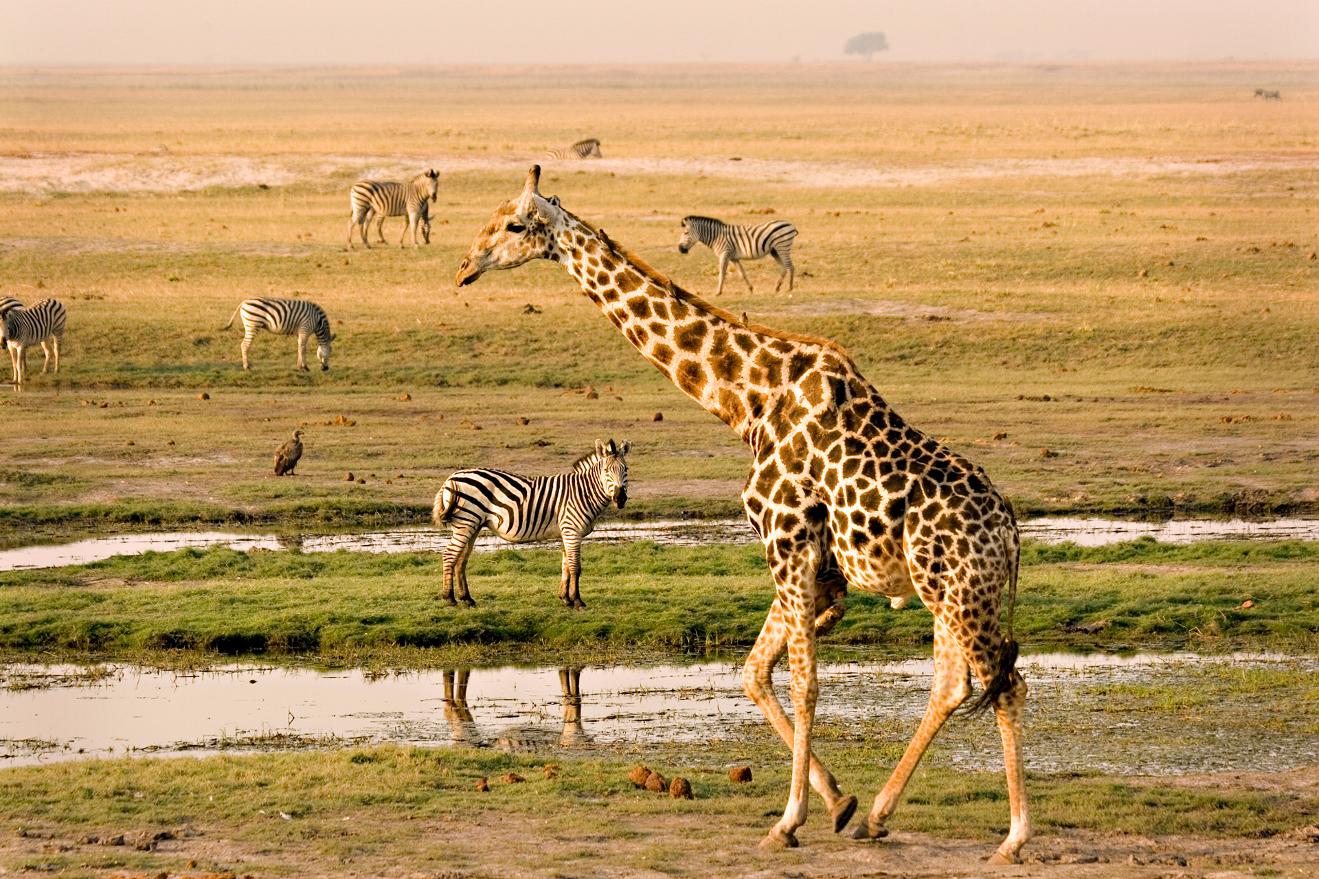 A giraffe in the foreground with a small herd of zebras behind