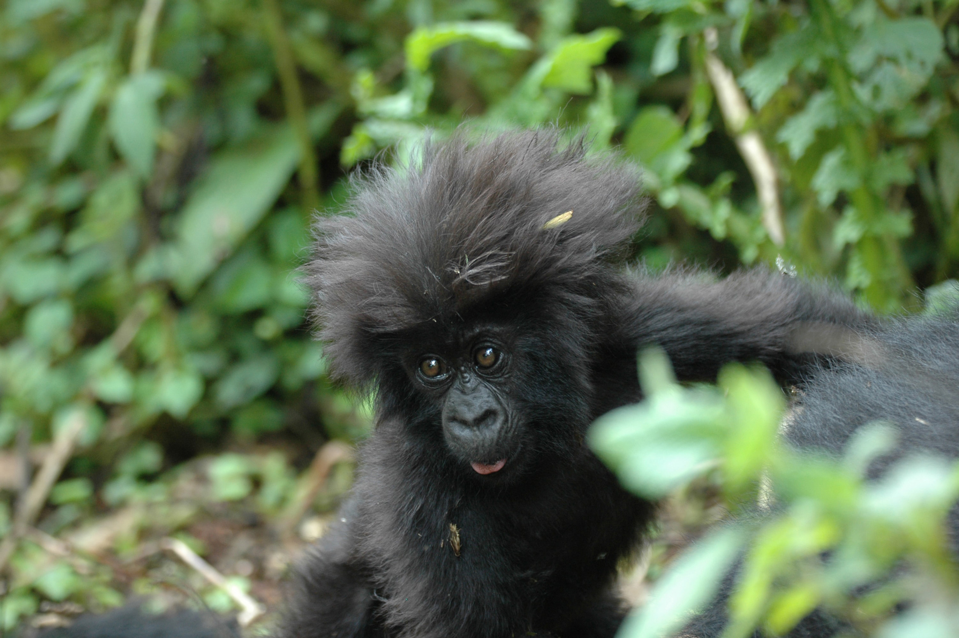 Close up shot of a baby gorilla