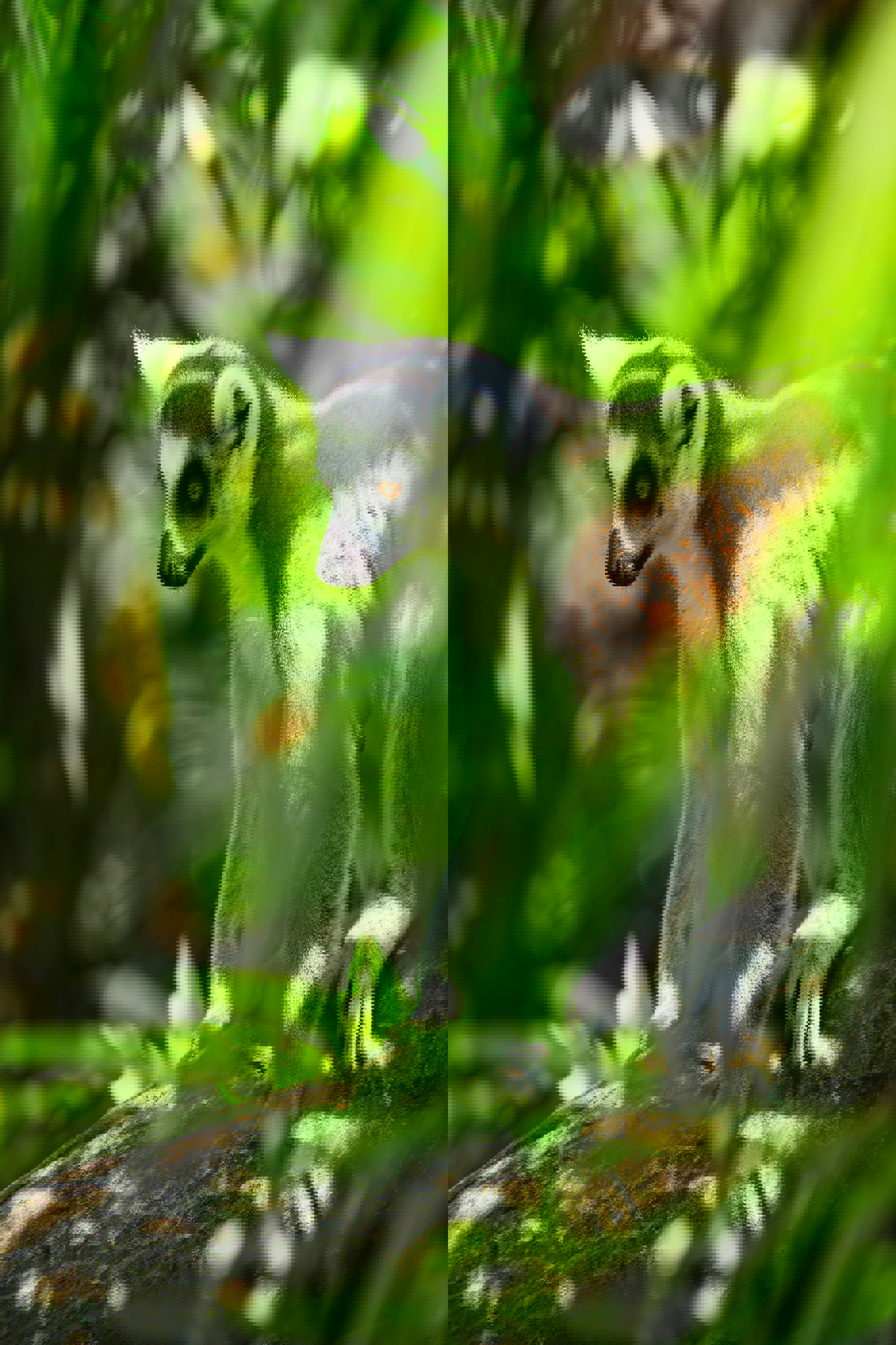 Ring tailed lemur sitting on branch amongst green leaves in Madagascar