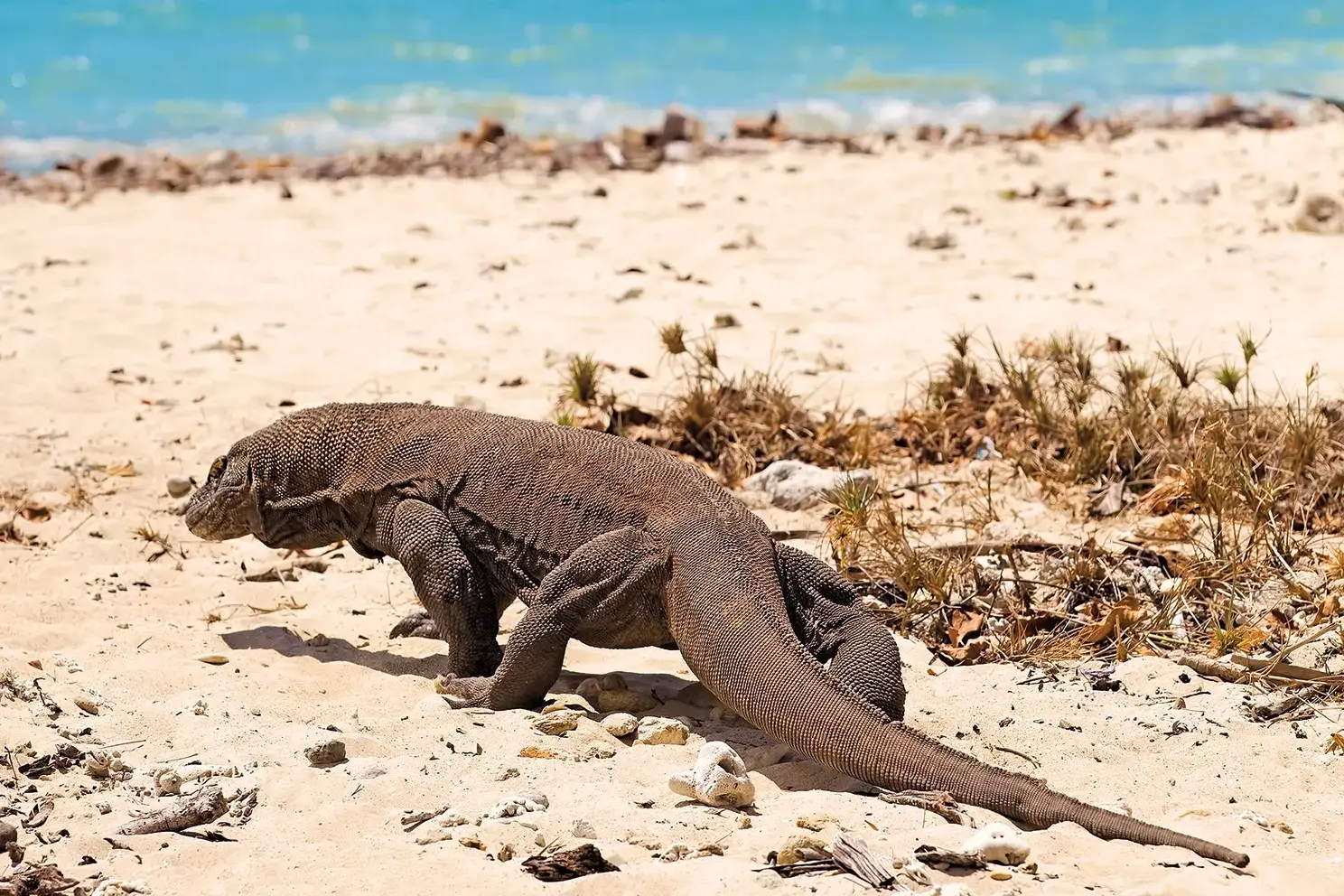 Komodo dragon walking on a sandy beach with turquoise ocean and distant islands under a bright blue sky.