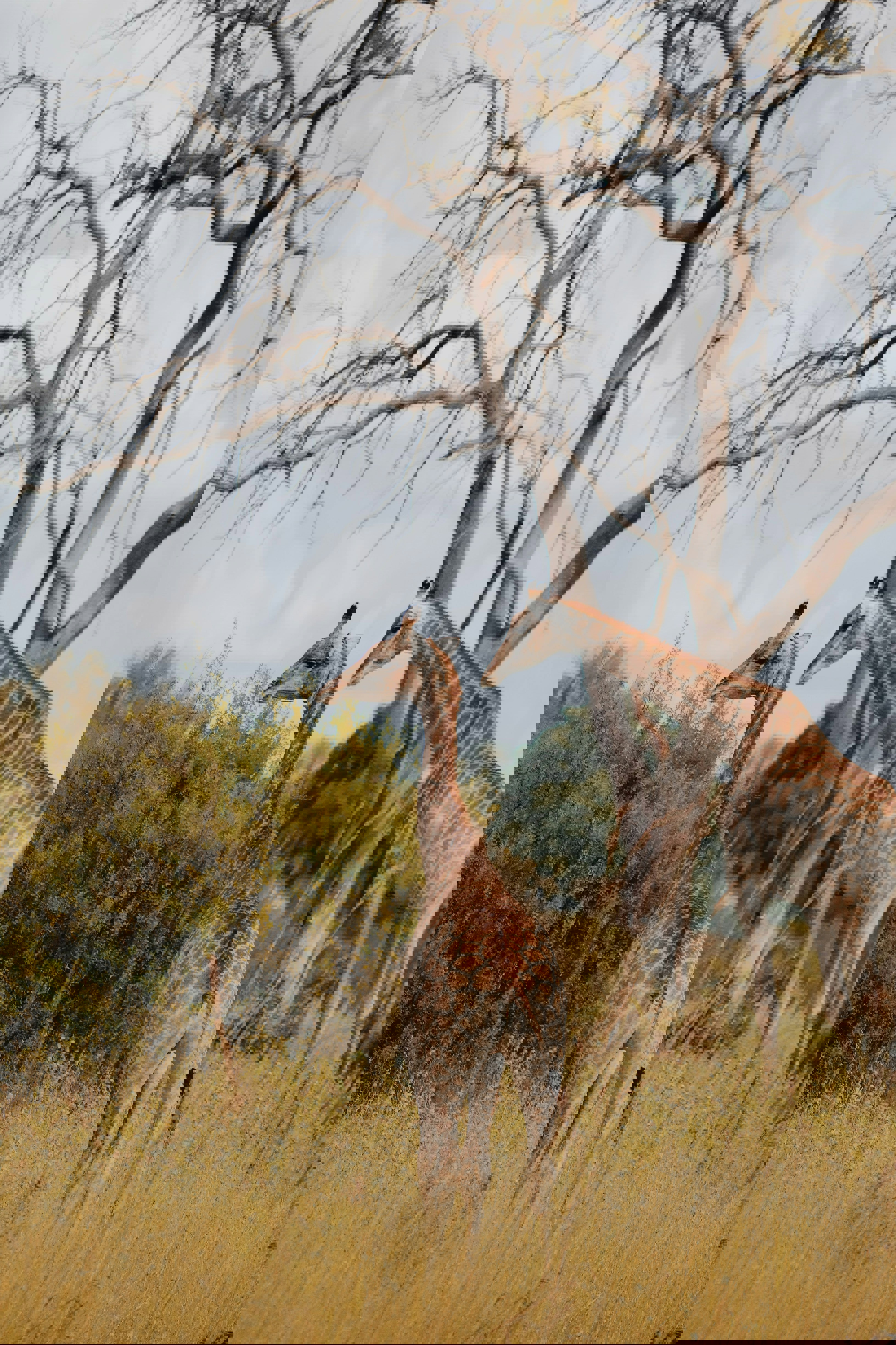 Two giraffes in the African foliage