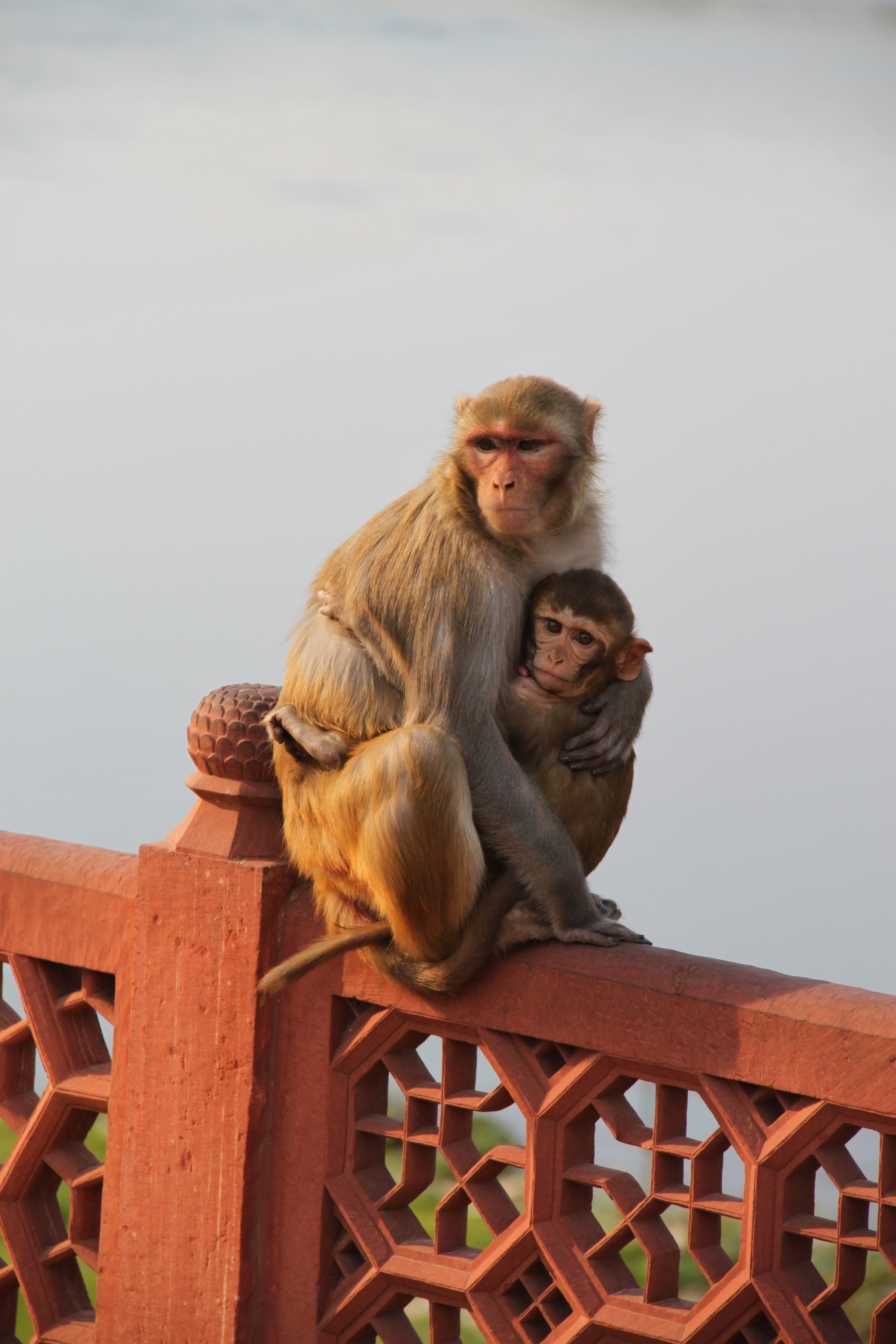 Mother and baby macaque embracing atop a red ornate fence
