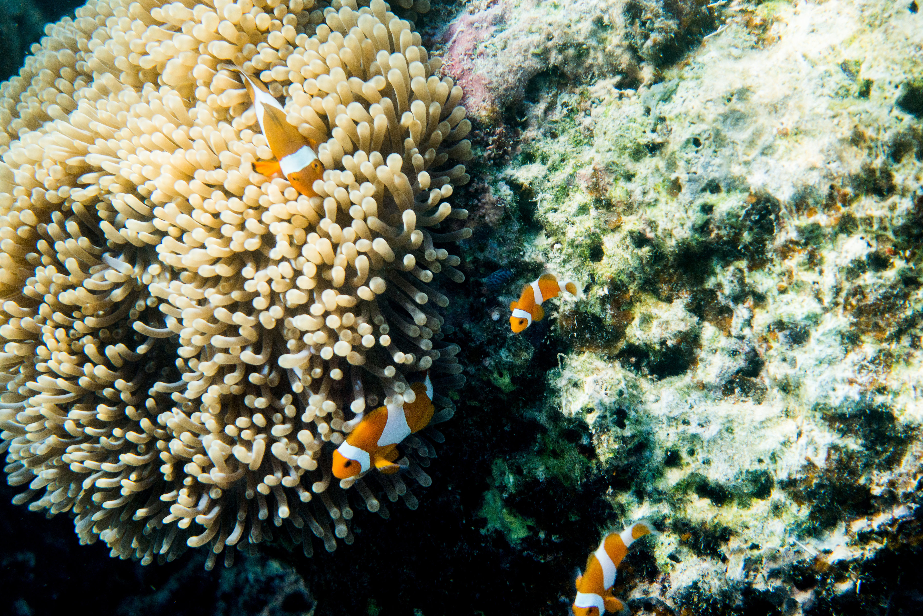 Nemo clownfish swimming by coral